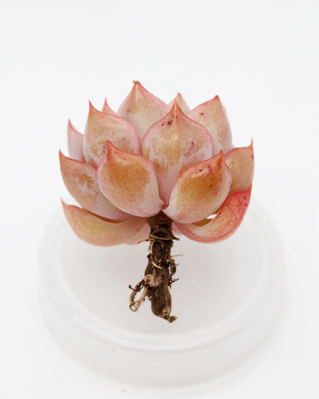 Echeveria Egeria - Image 2