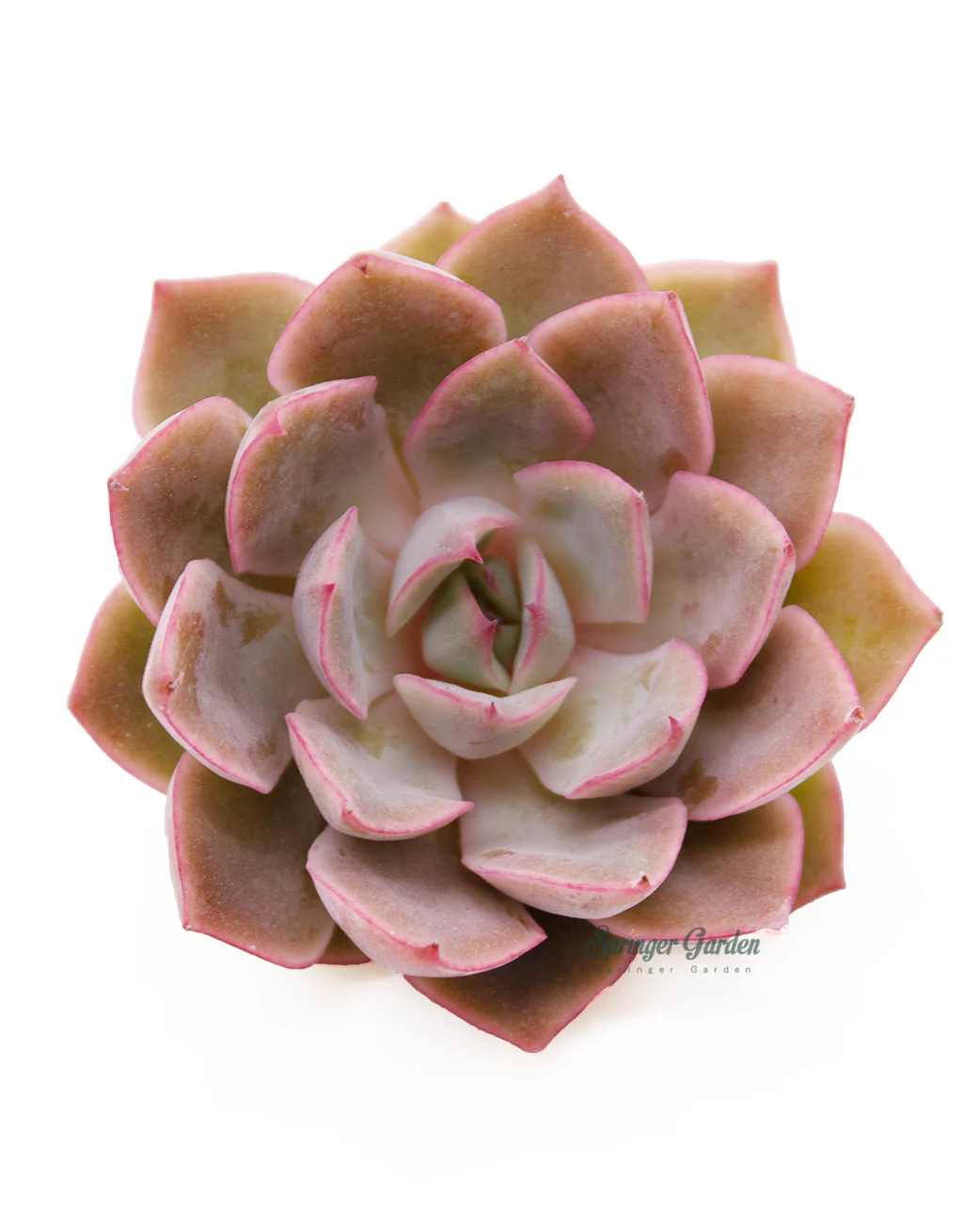 Echeveria Egeria - Image 3
