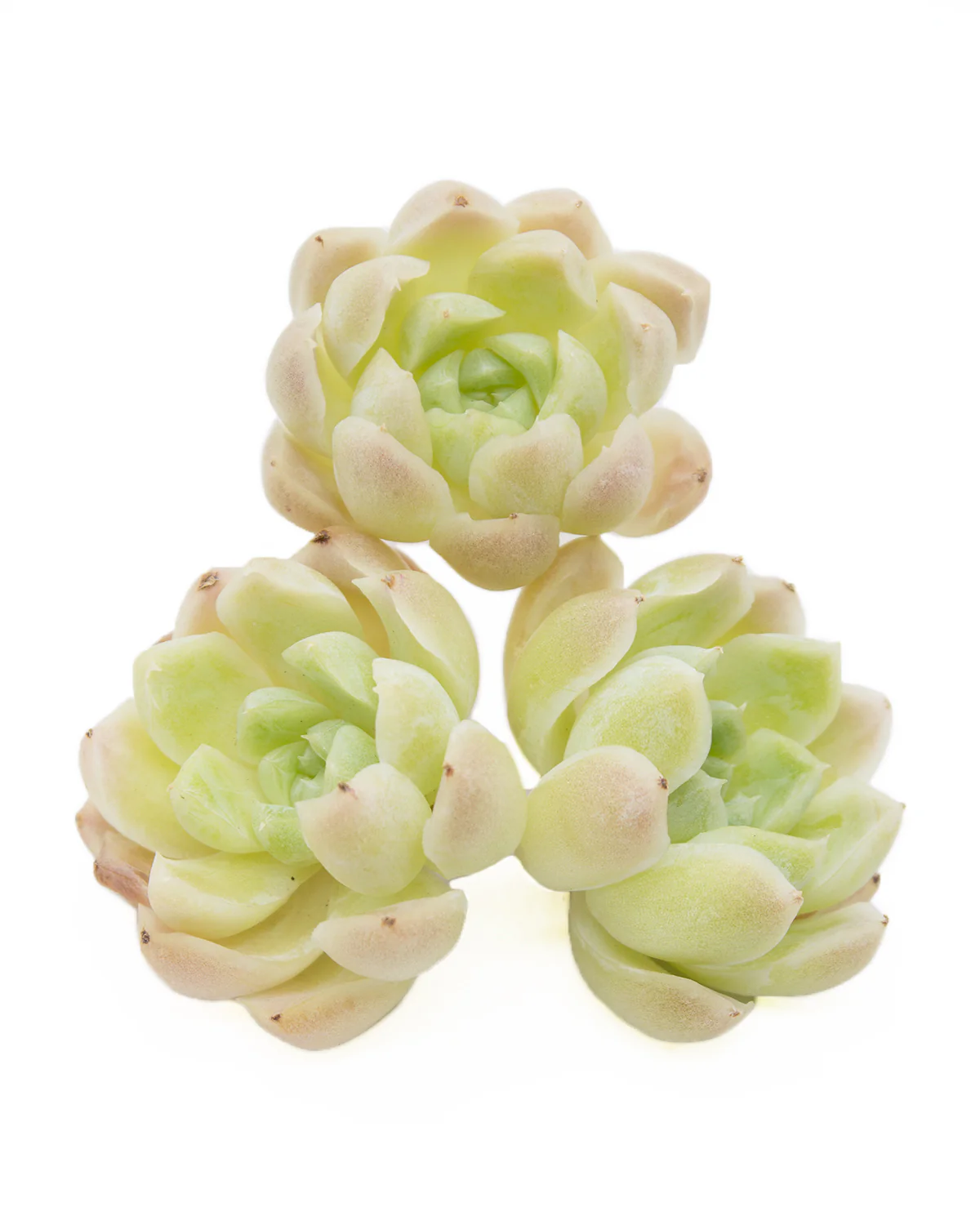 Echeveria Elegans Alba - Image 3