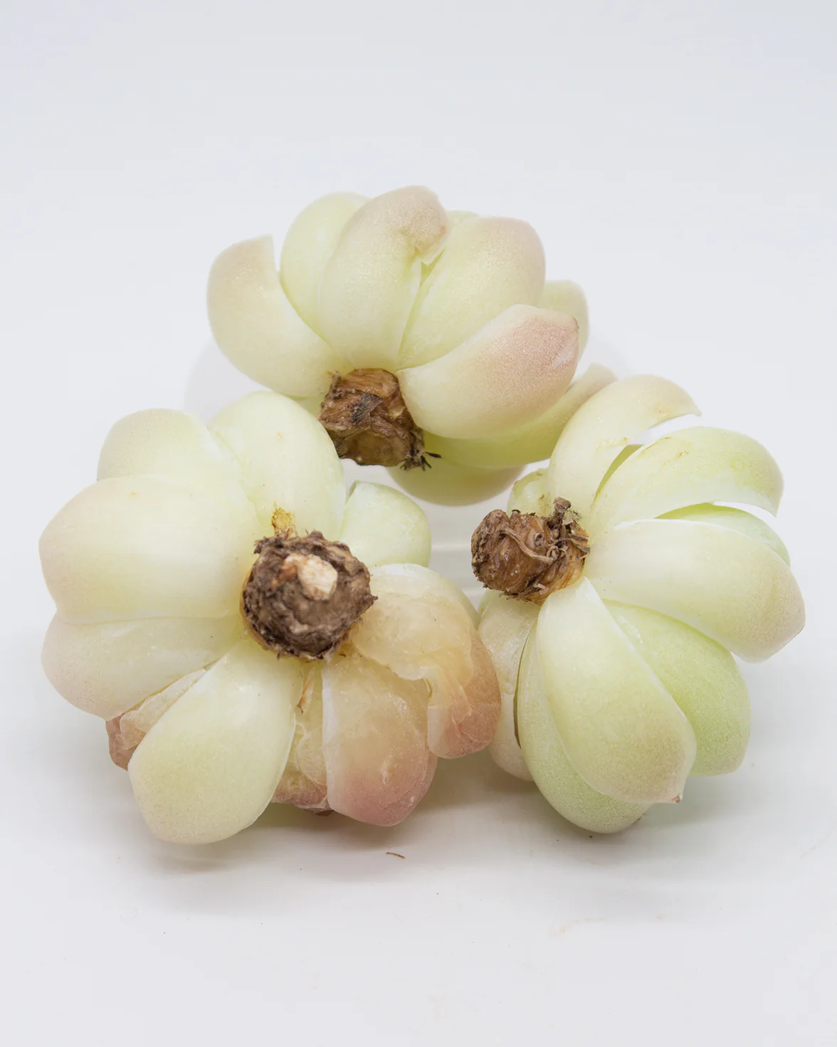 Echeveria Elegans Alba - Image 4