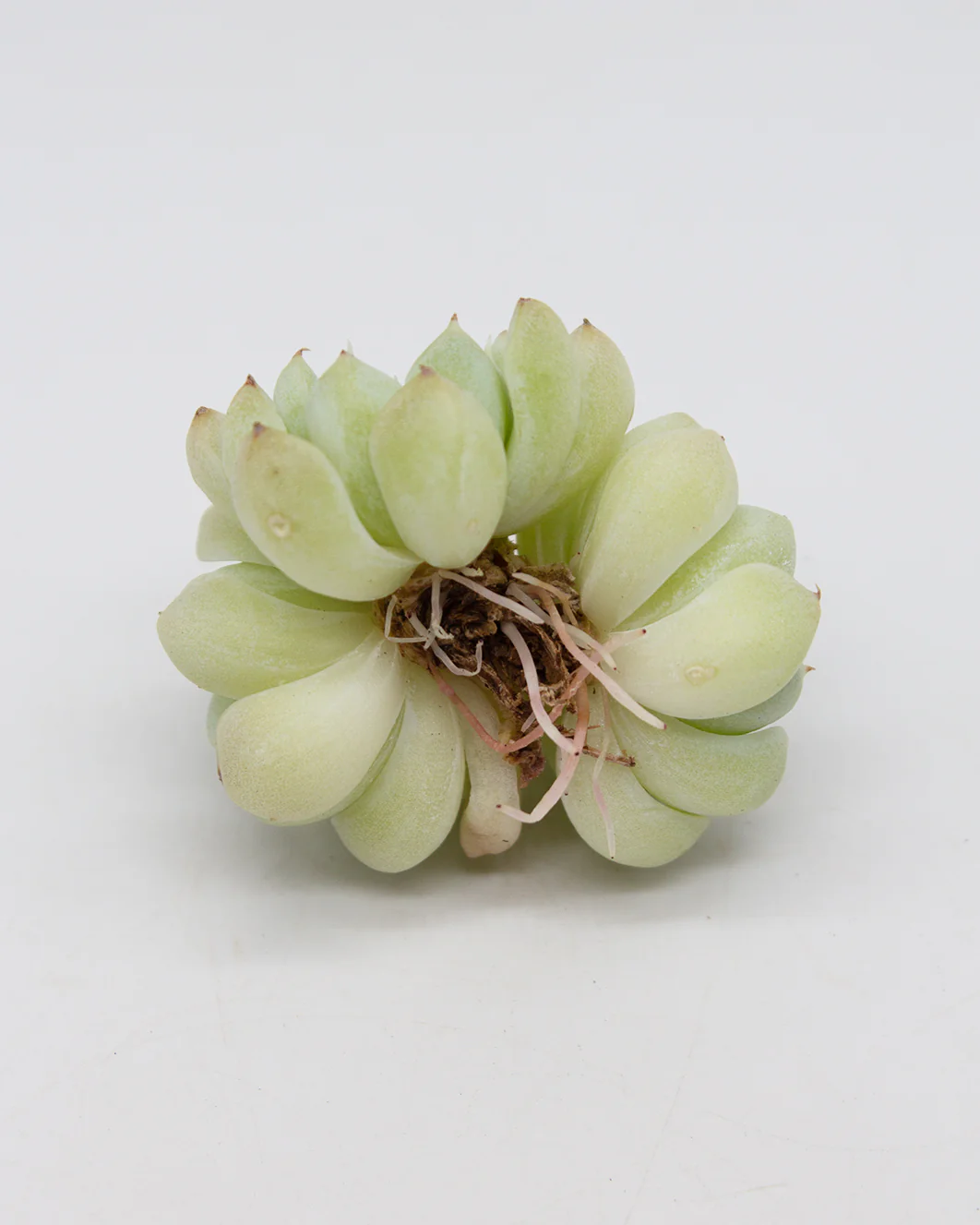 Echeveria Elegans Alba Mini - Image 2