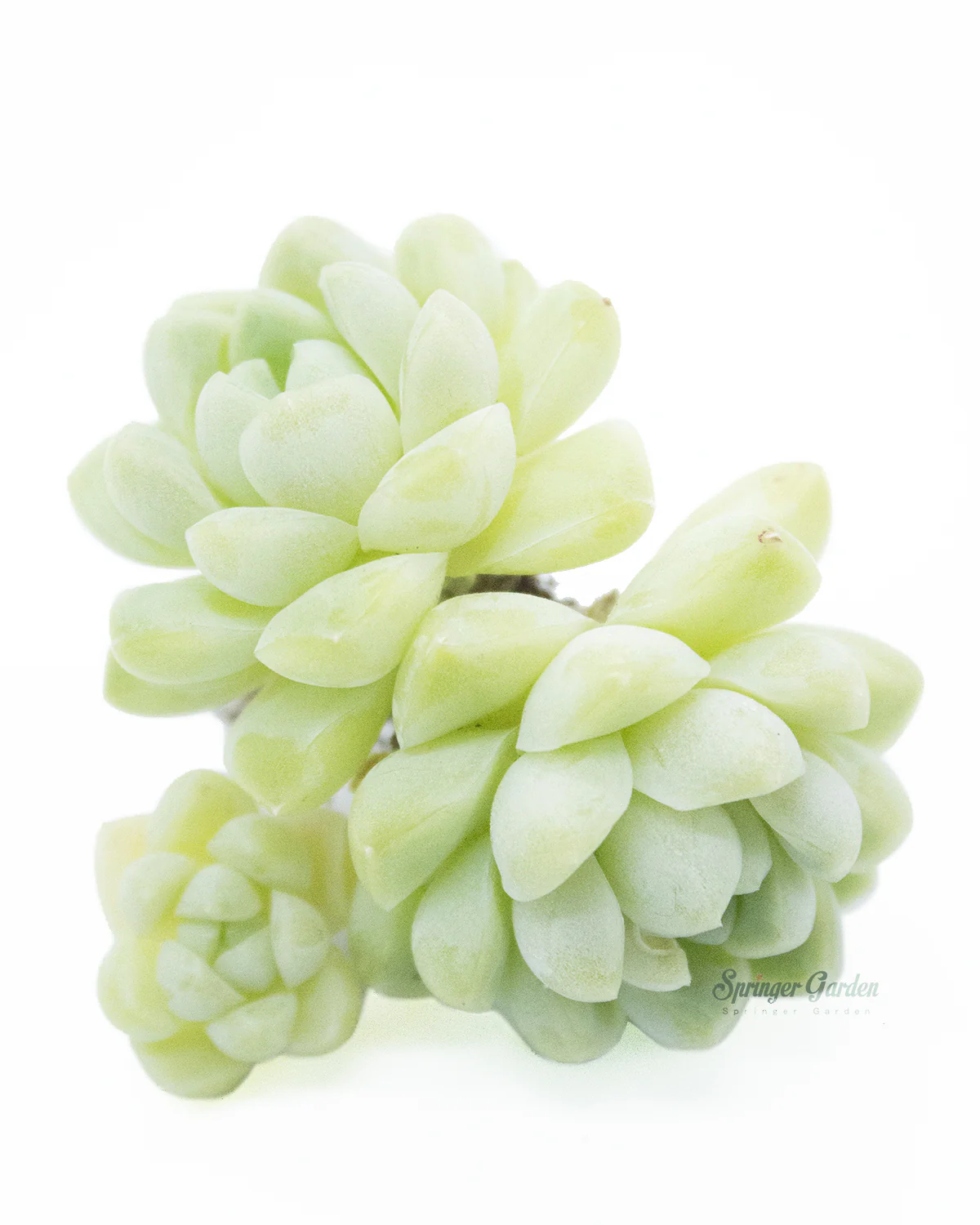 Echeveria Elegans Albicans - Image 2