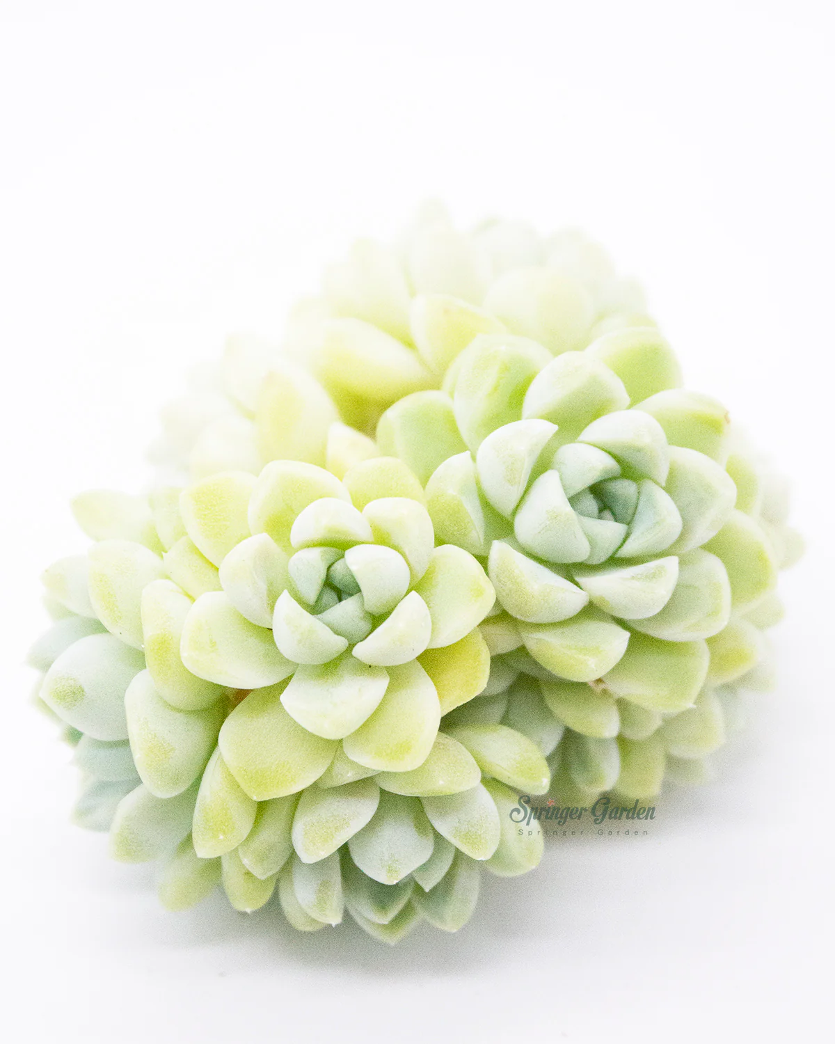 Echeveria Elegans Albicans - Image 3