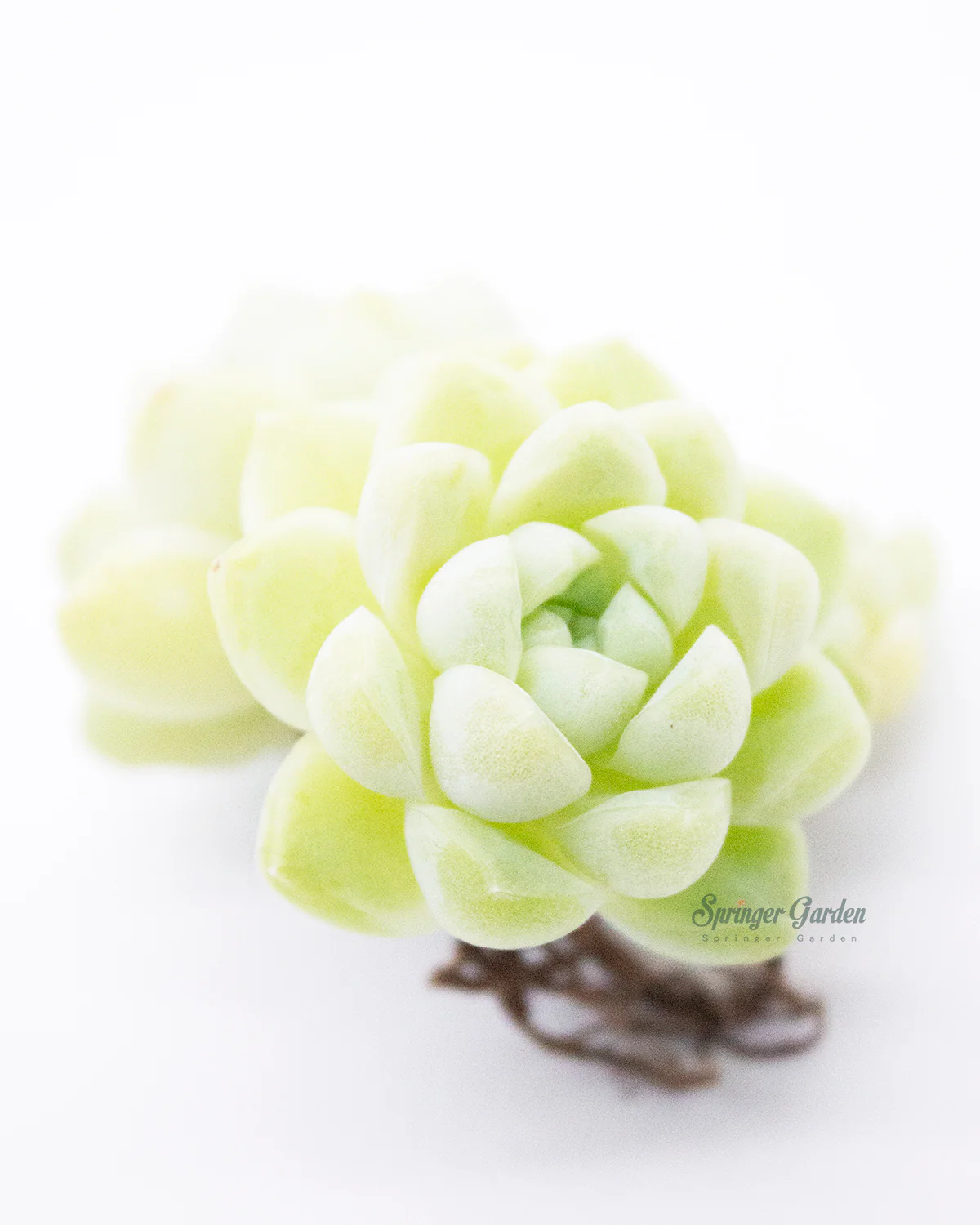 Echeveria Elegans Albicans - Image 4