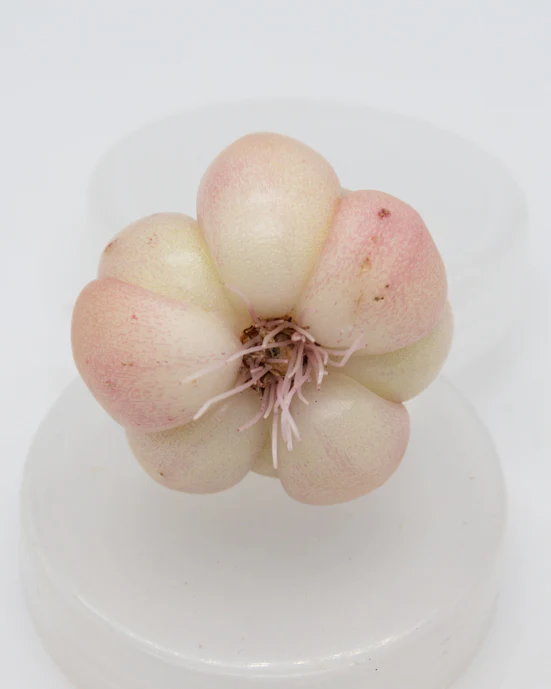 Echeveria Elegans Queen - Image 2