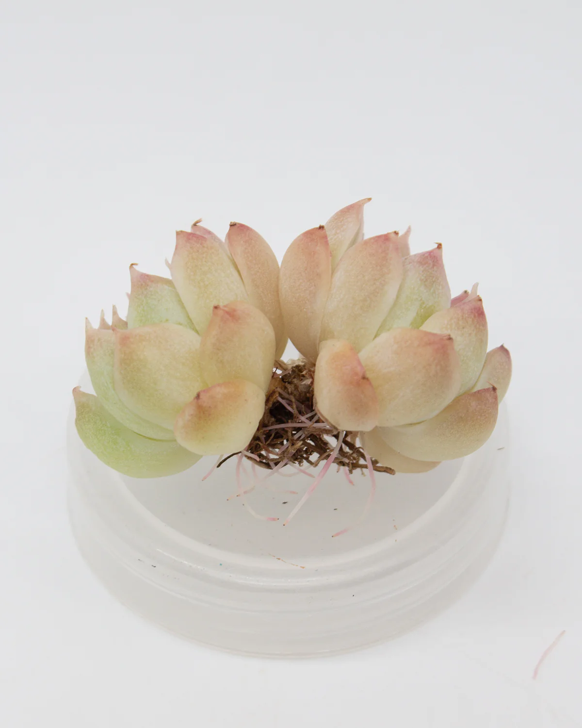 Echeveria Elegans Queen - Image 2