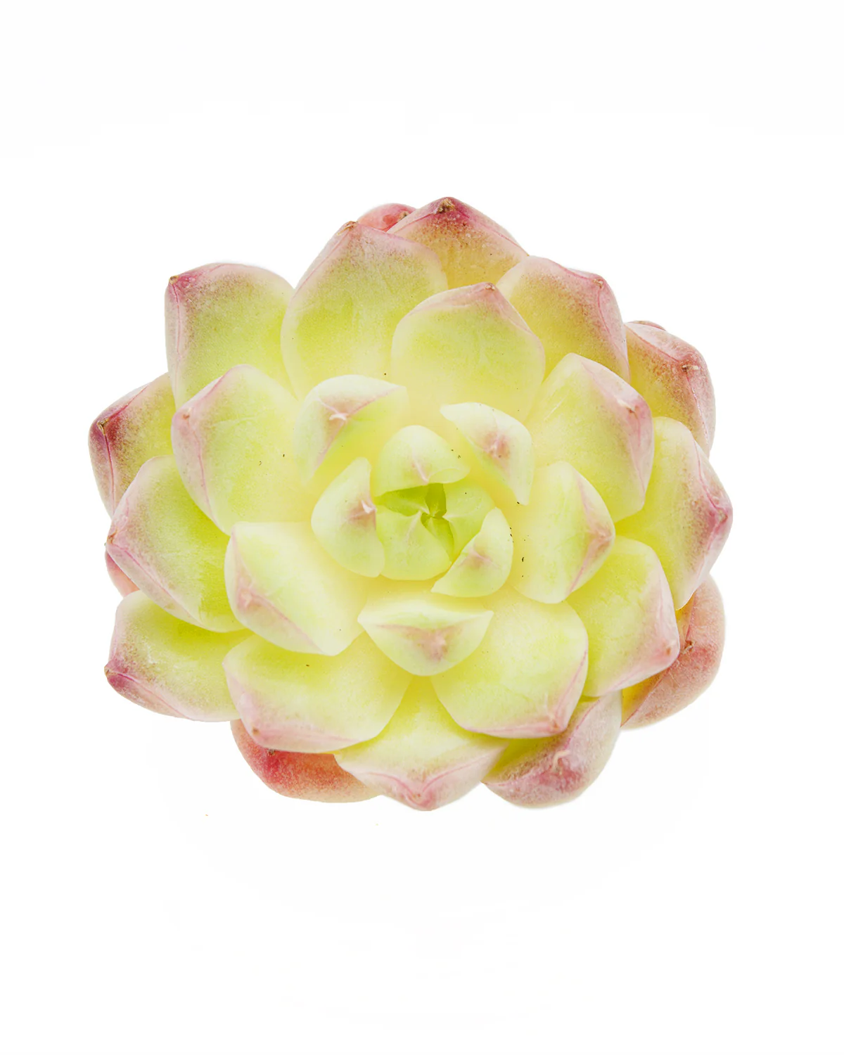 Echeveria Elegans Queen - Image 3