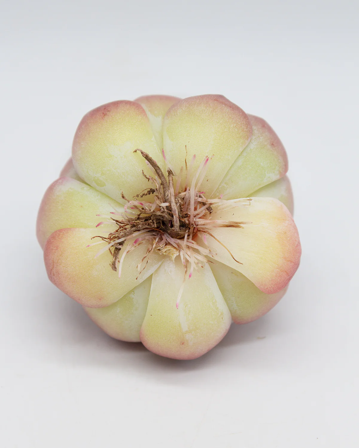 Echeveria Elegans Queen - Image 4