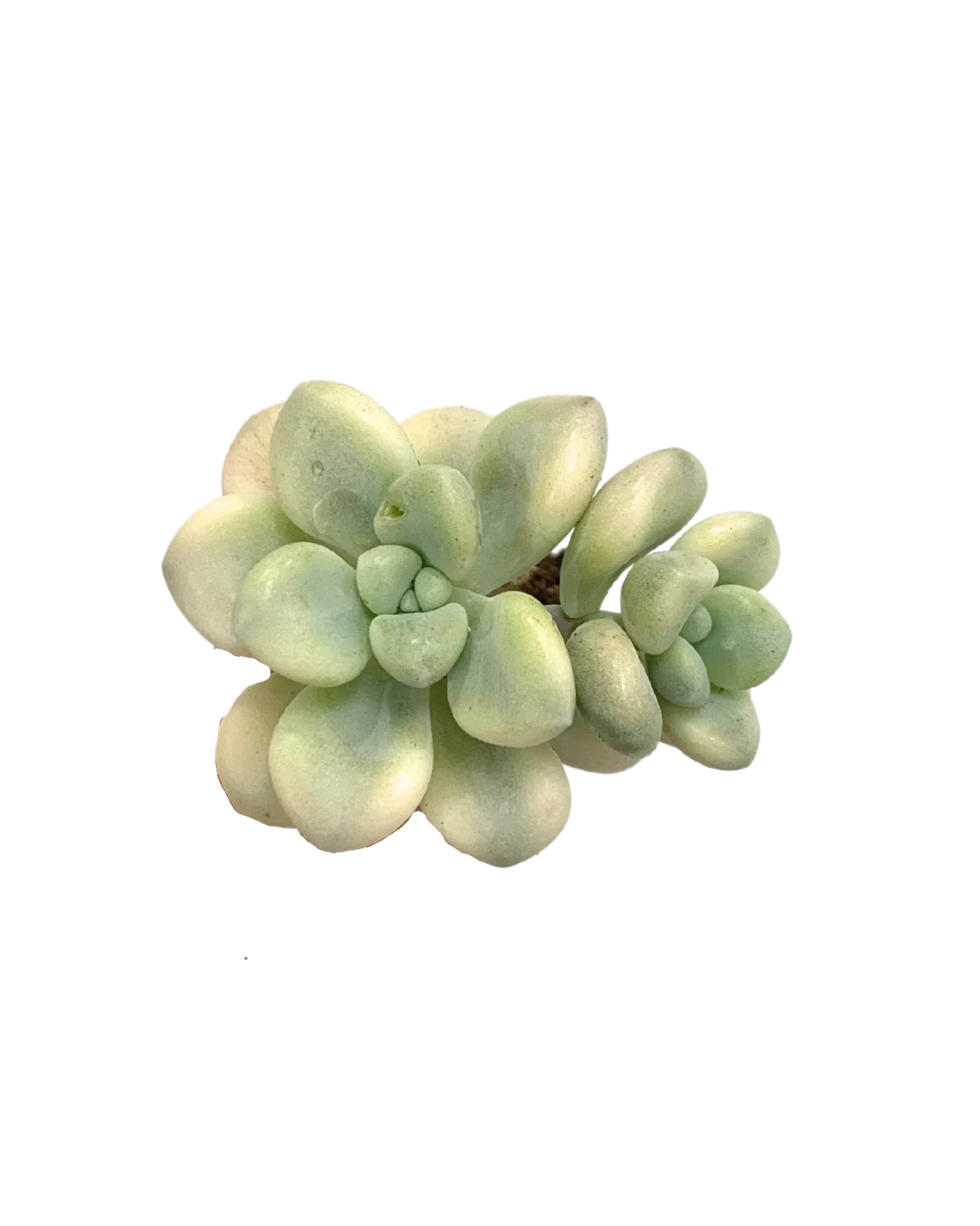 Echeveria Ellen var.