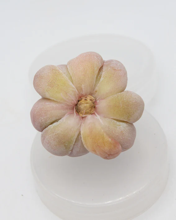 Echeveria Elsa - Image 2