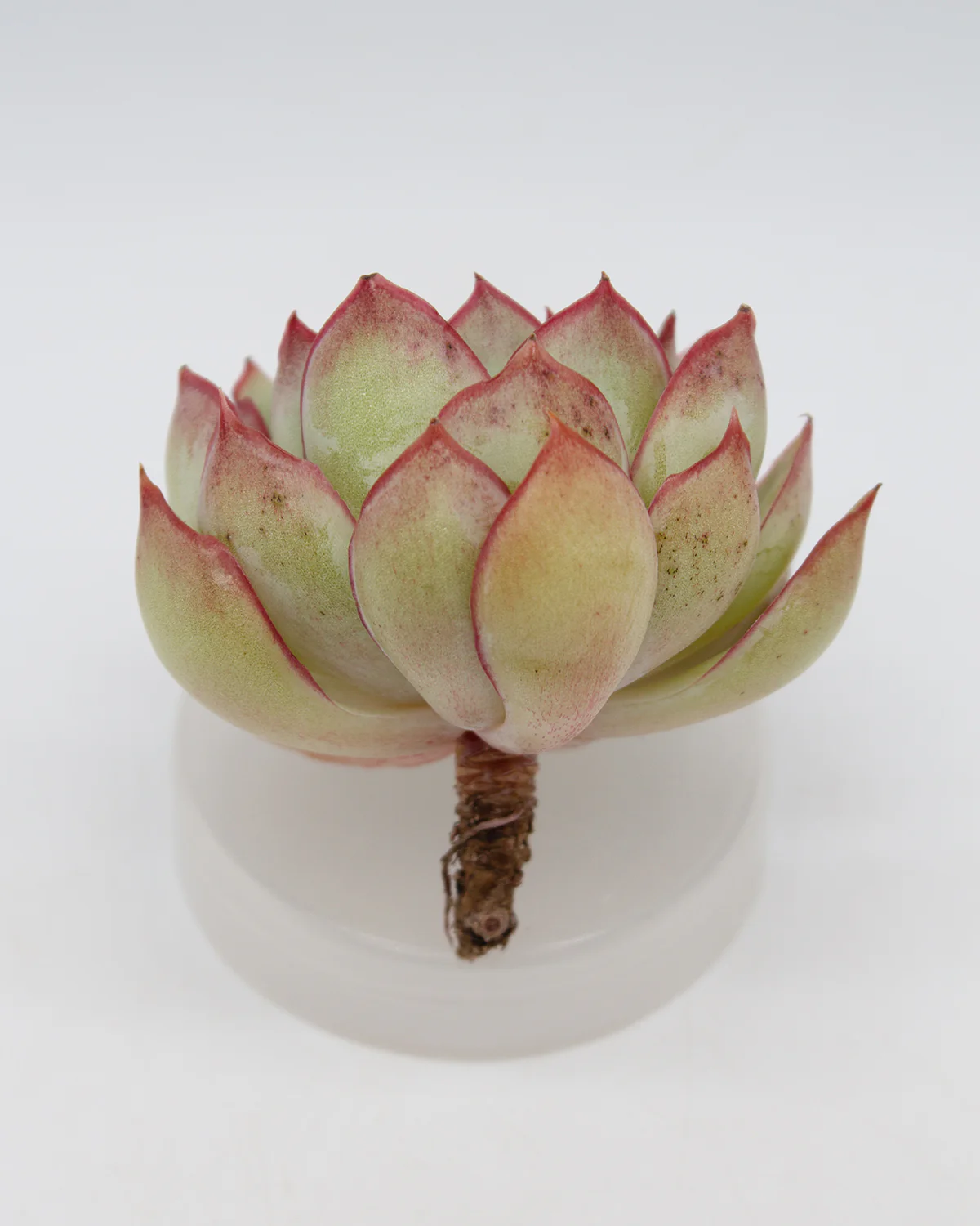 Echeveria Esther - Image 2