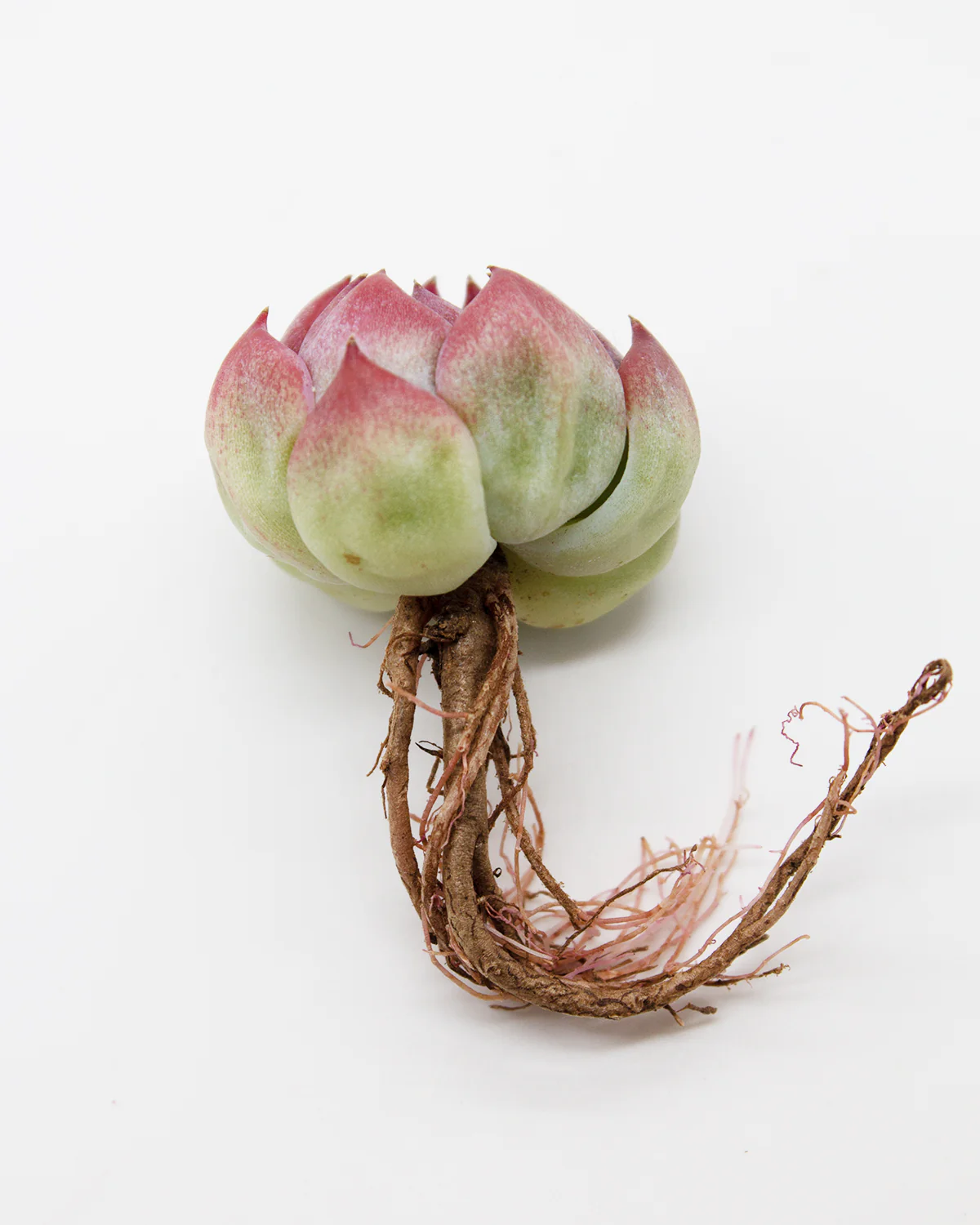 Echeveria Estrela - Image 2