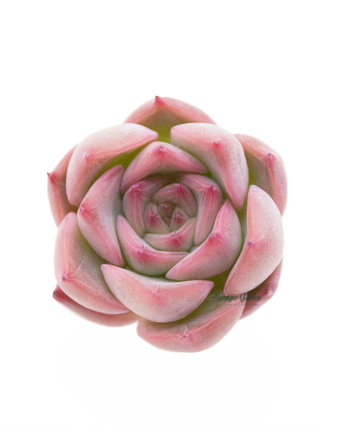 Echeveria Estrela - Image 3
