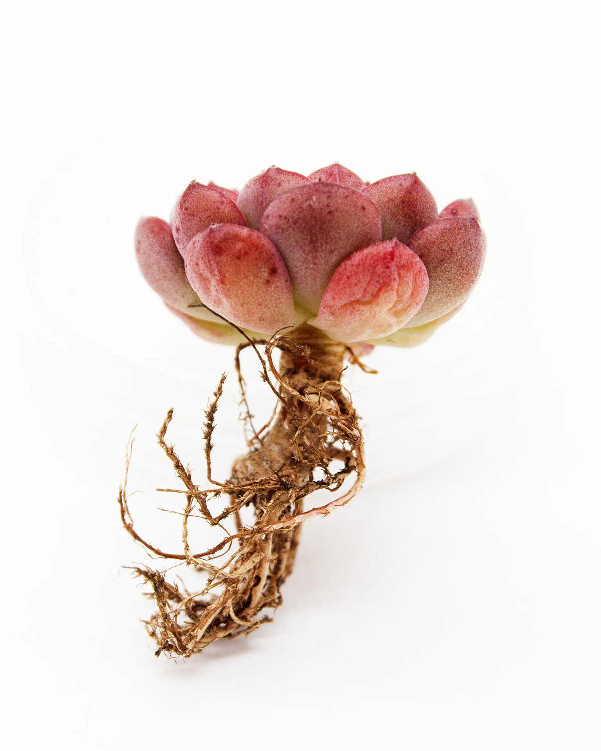 Echeveria Eve - Image 2