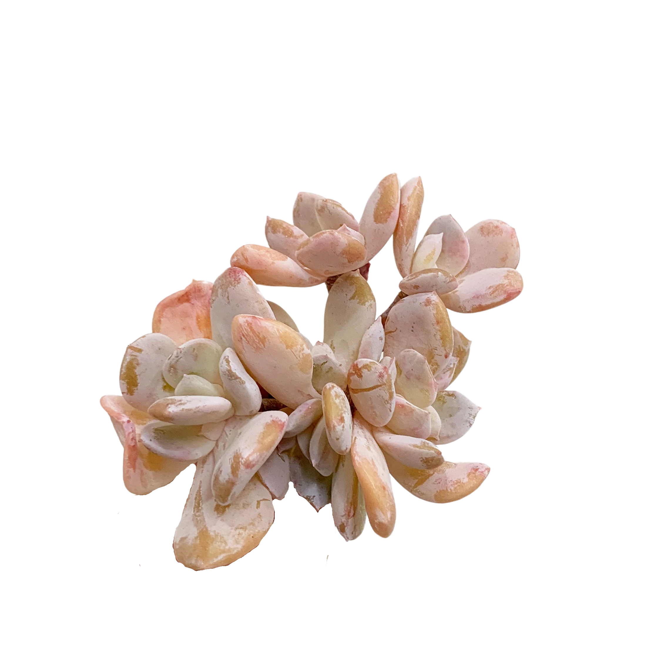Echeveria Exotic - Image 2