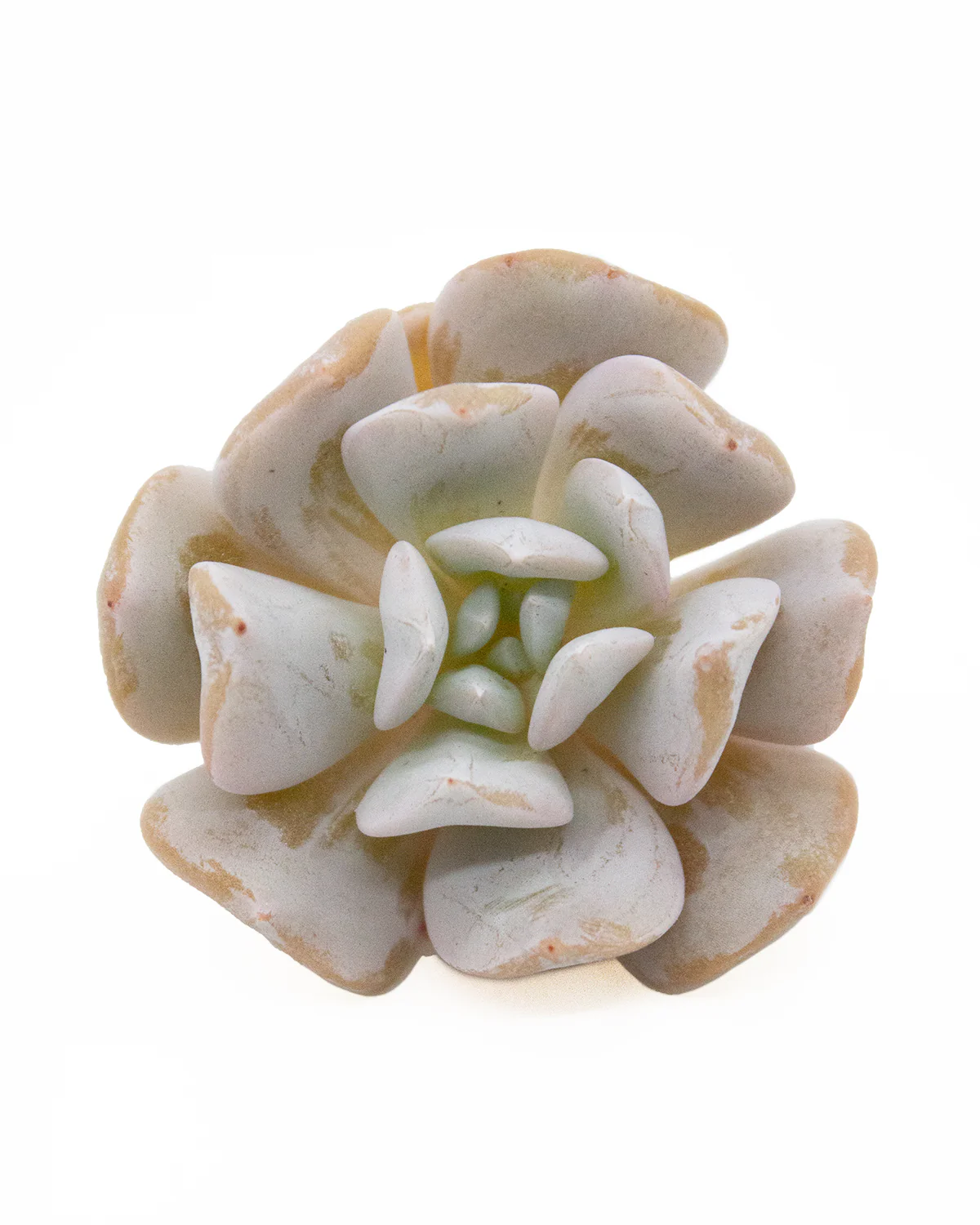 Echeveria Exotic - Image 3