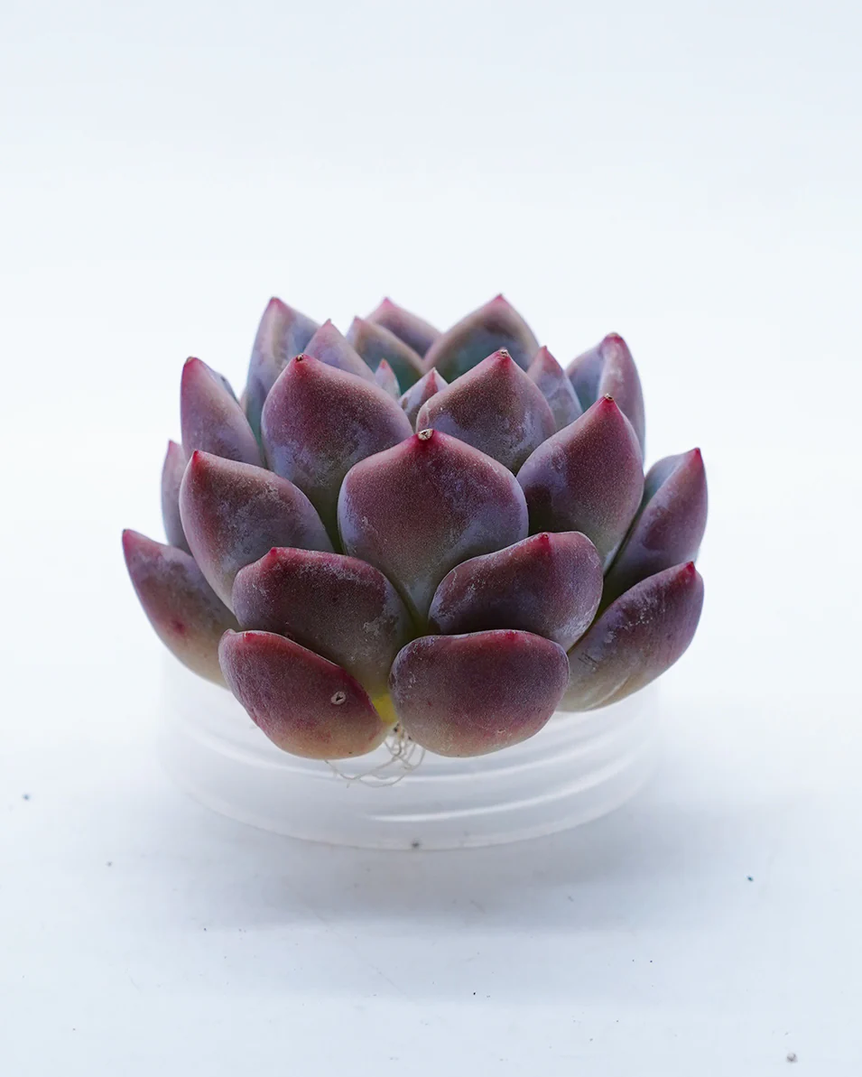 Echeveria Fantastic Anne - Image 2