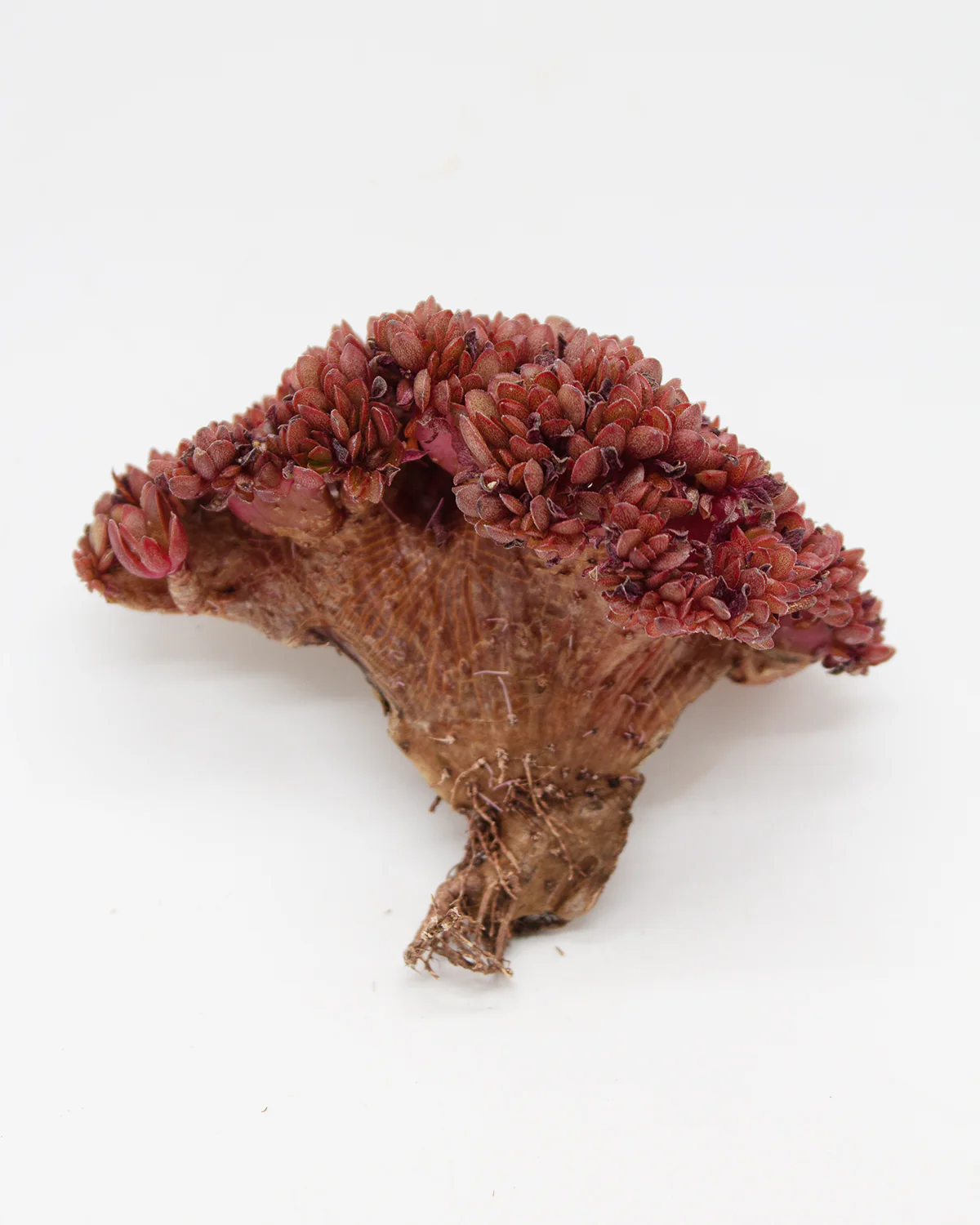 Echeveria Fasciculata - Image 2