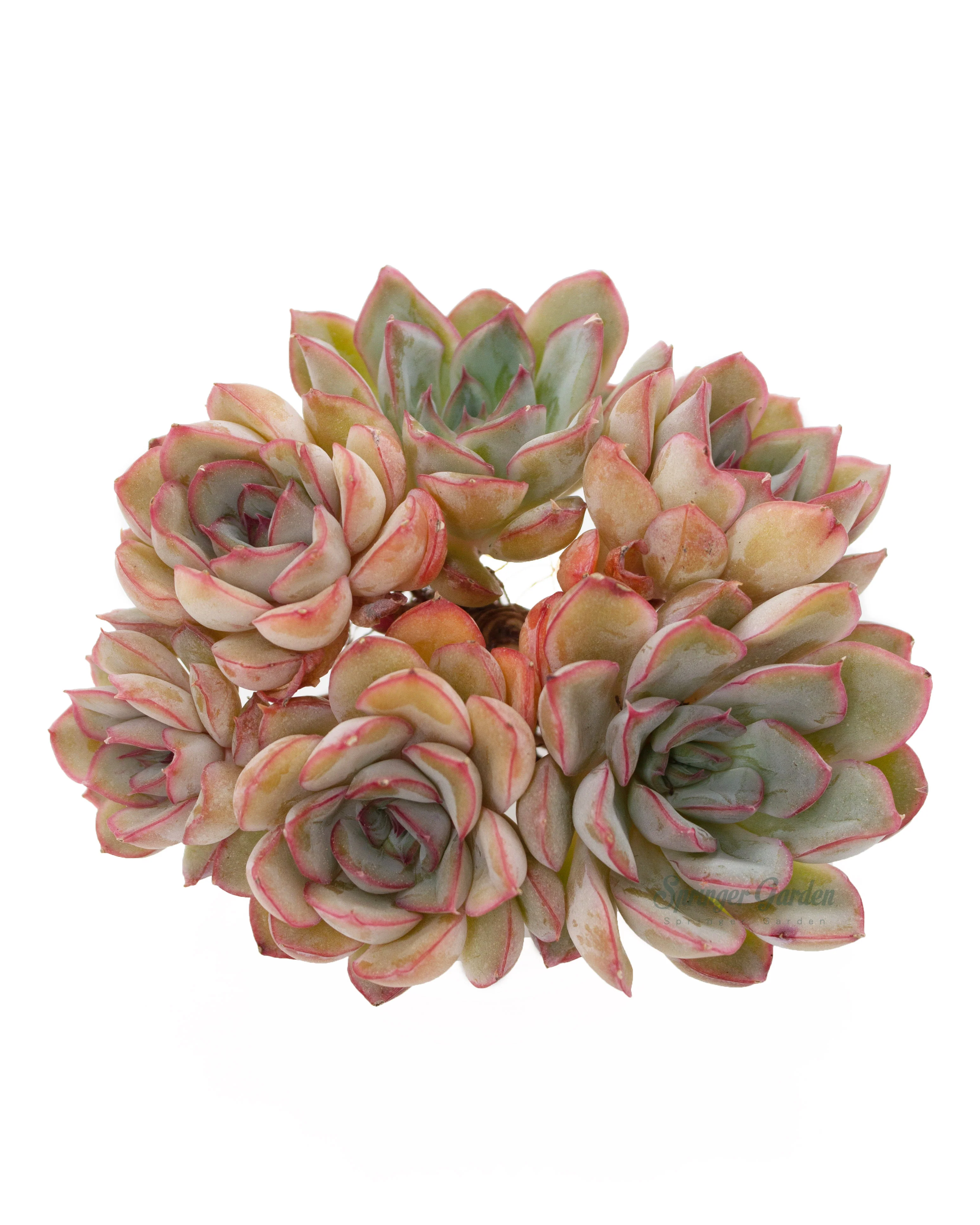 Echeveria Fiona - Image 3