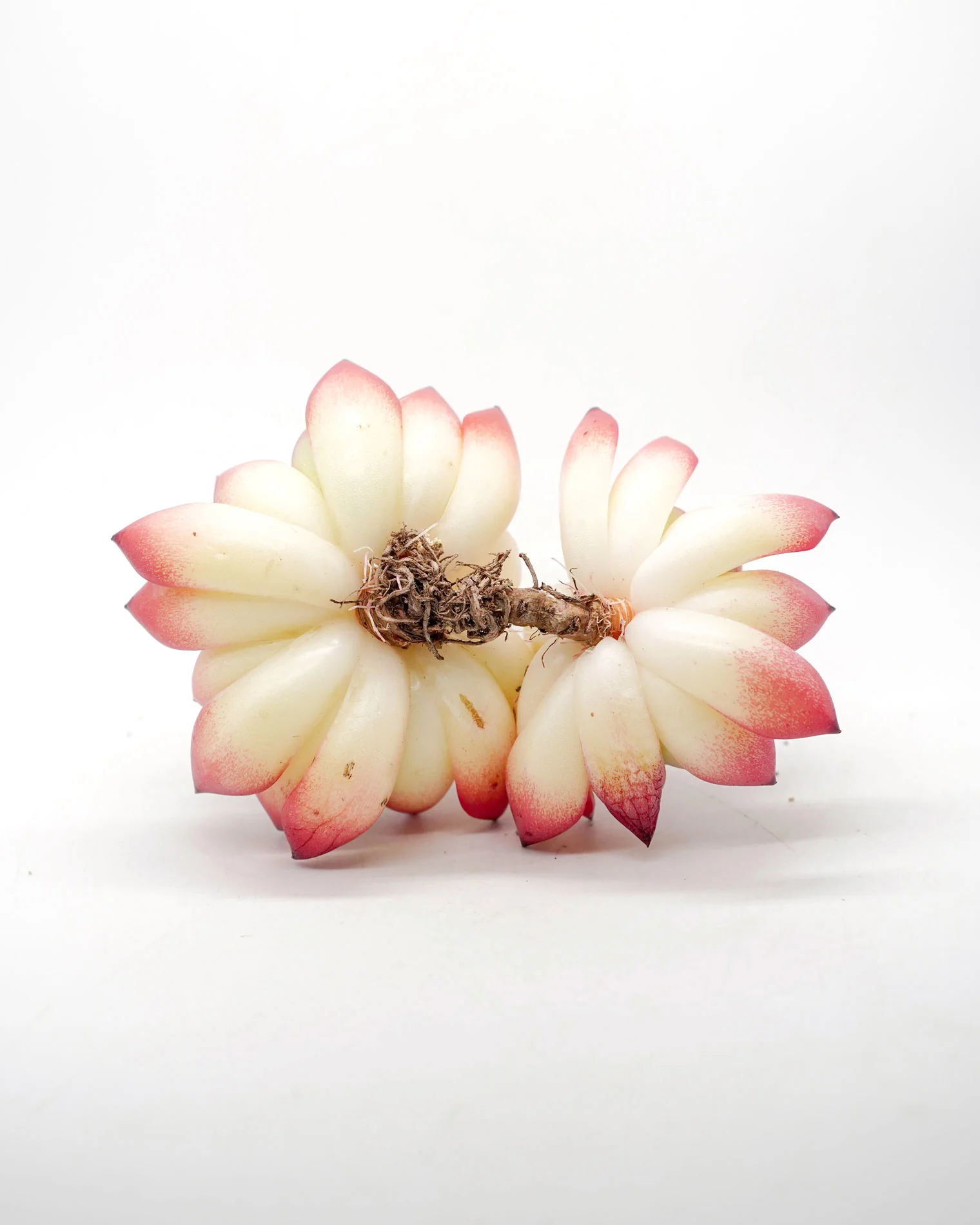 Echeveria Fire Pillar - Image 3