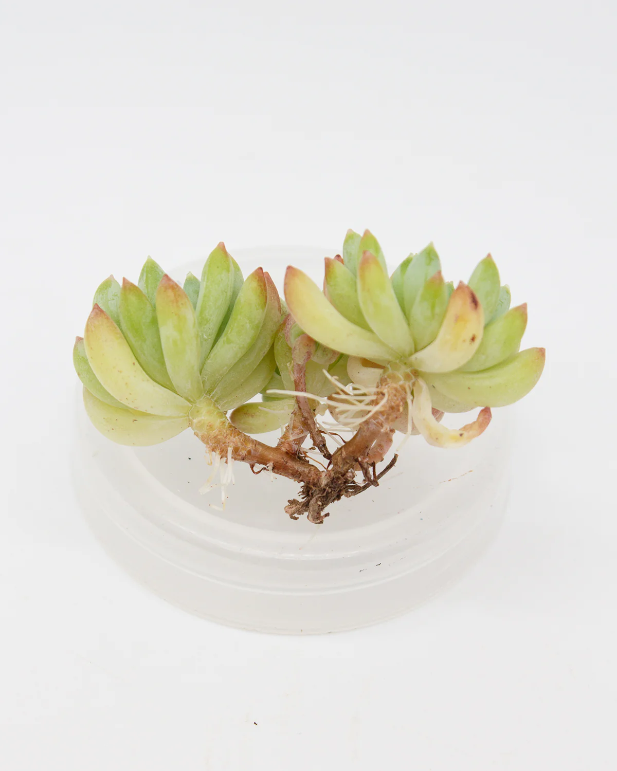 Echeveria Fireworks - Image 2