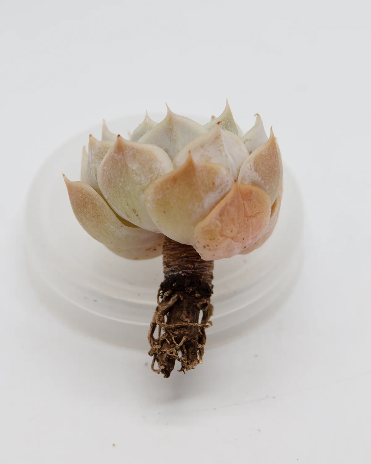 Echeveria Fleur Blanc - Image 2