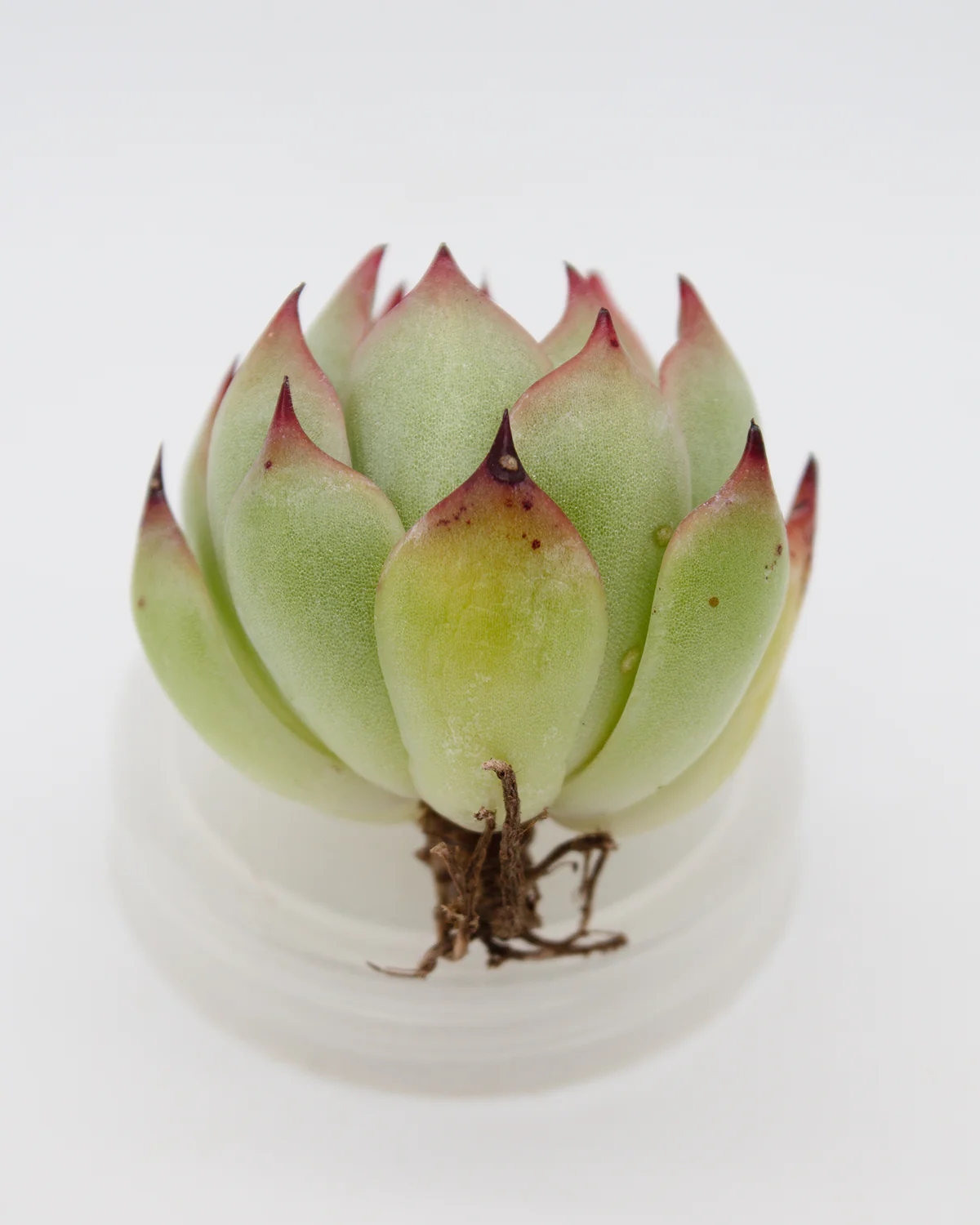 Echeveria Flora - Image 2