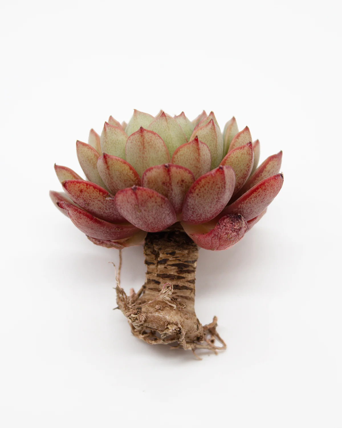 Echeveria Fox Star - Image 2