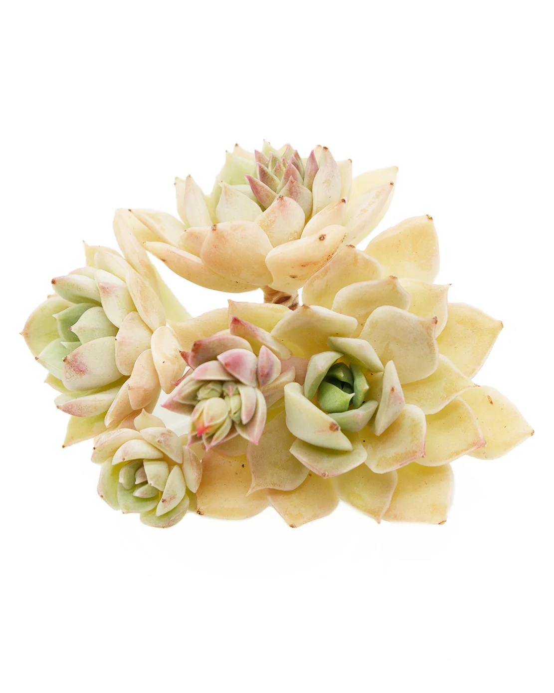 Echeveria Fun Queen - Image 2