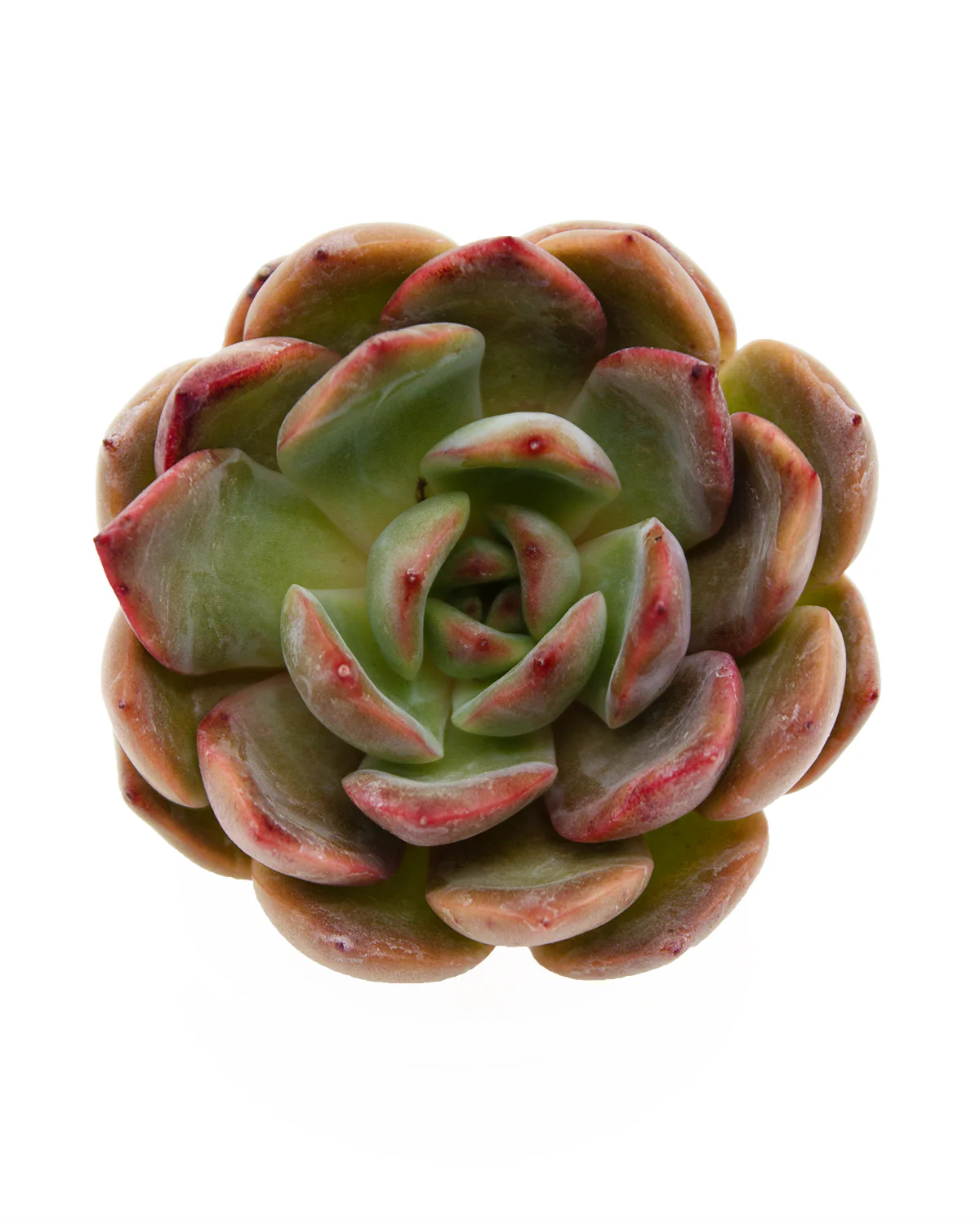 Echeveria Glampink - Image 3
