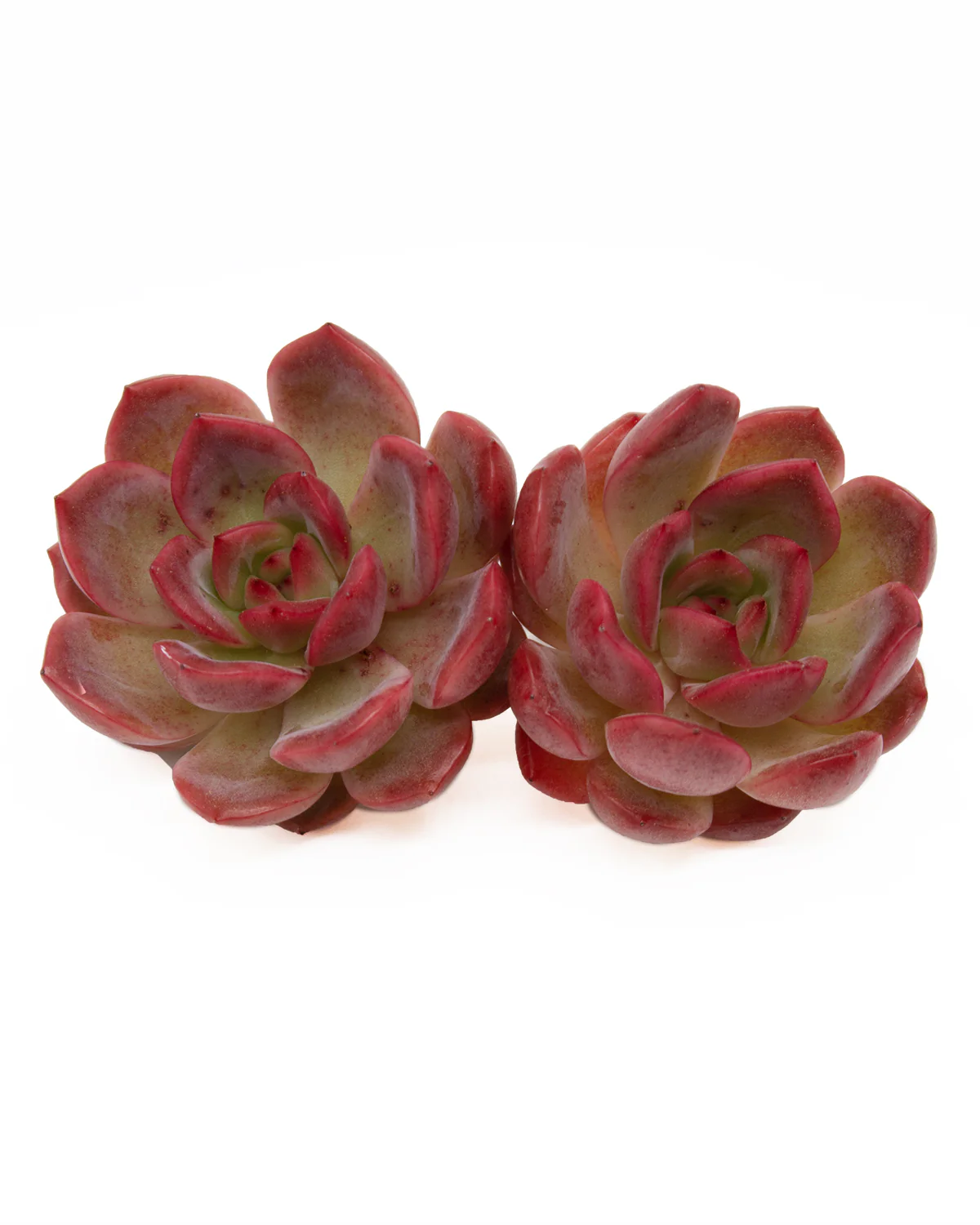 Echeveria Glampink - Image 4
