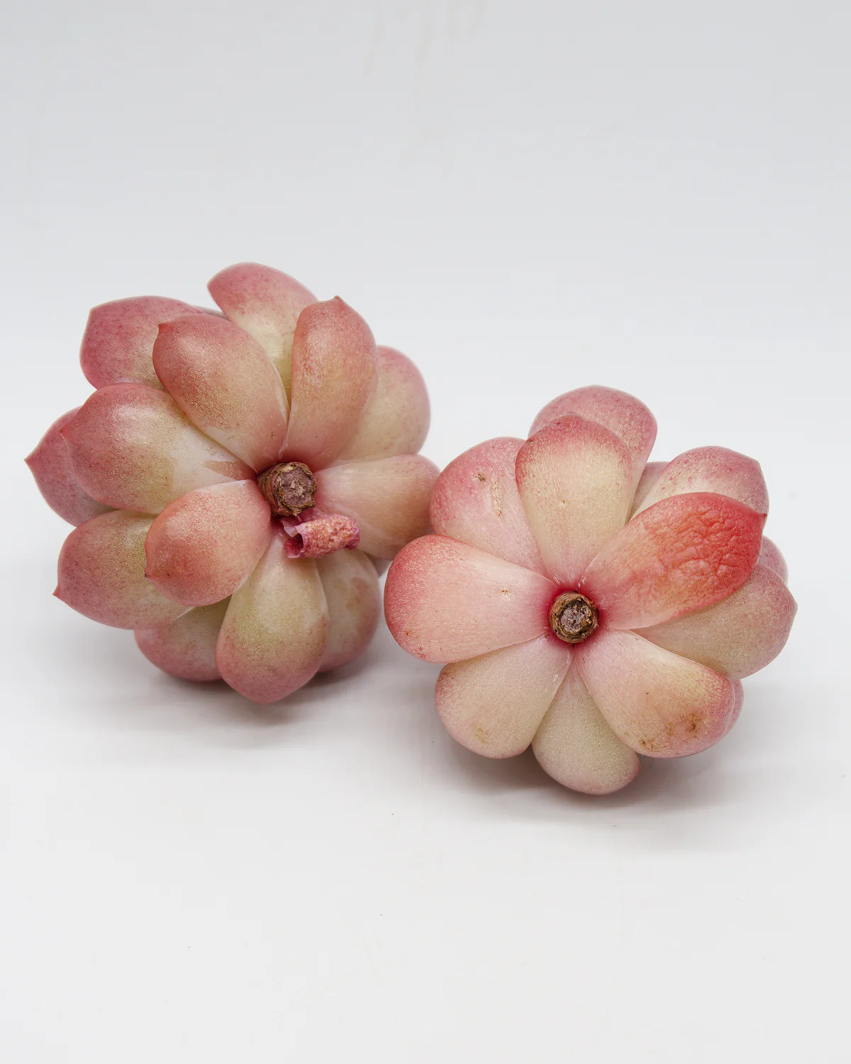 Echeveria Glampink - Image 5