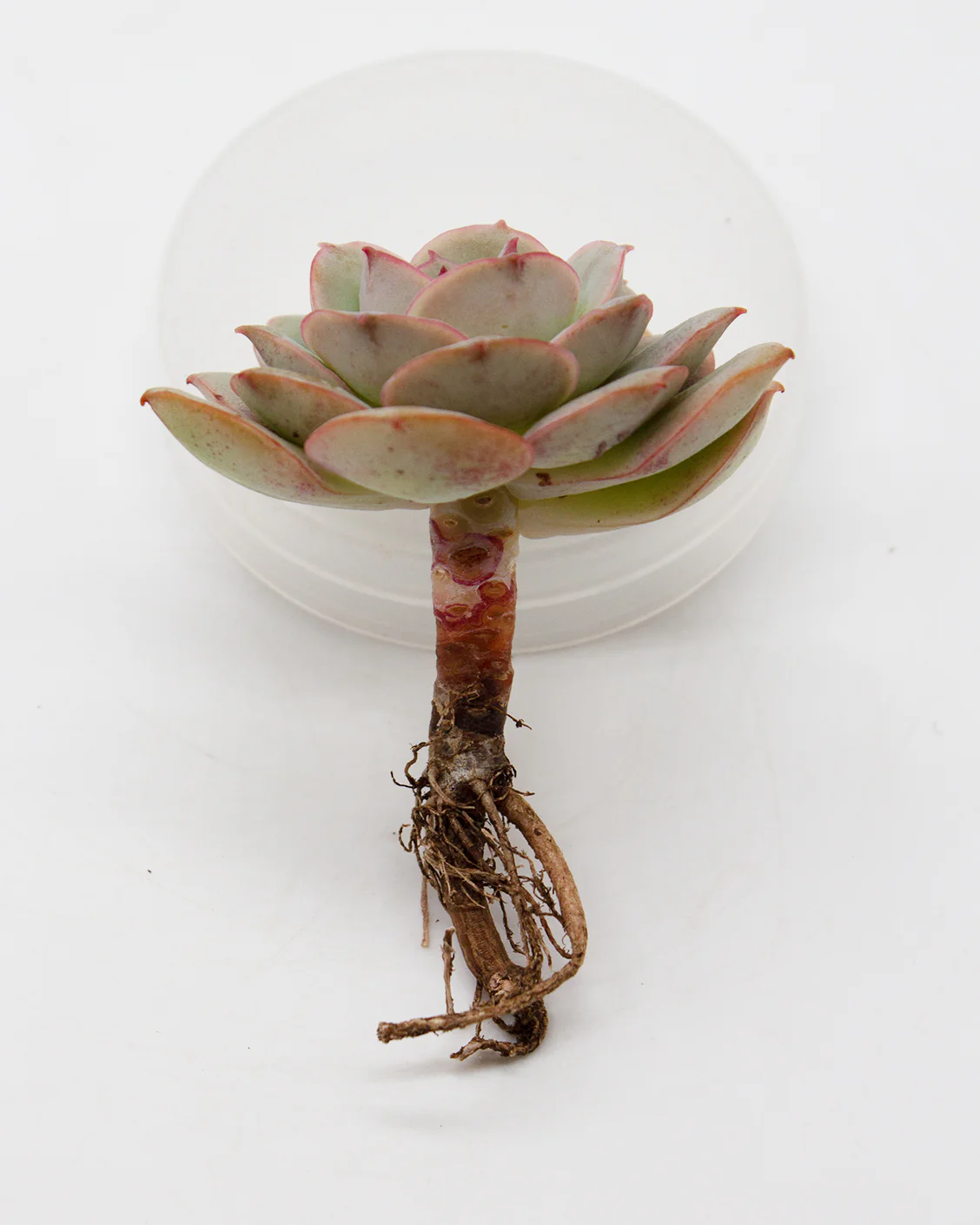 Echeveria Gloria - Image 2