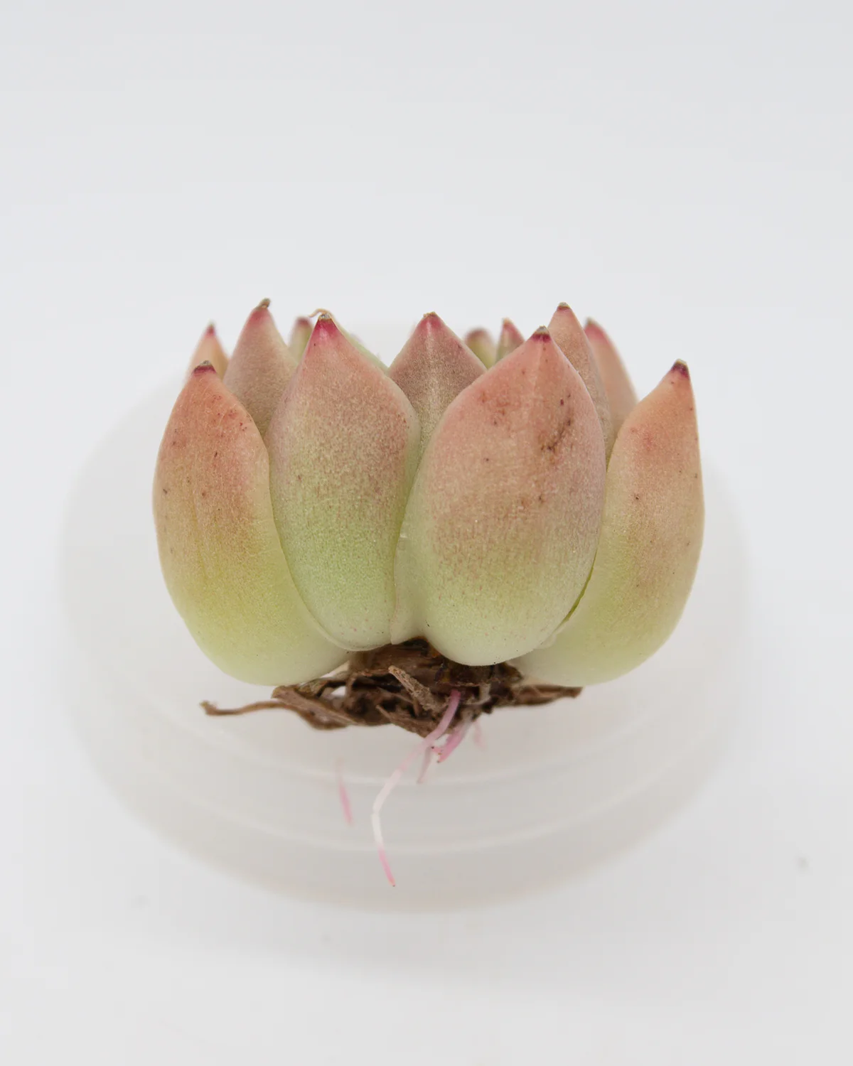 Echeveria Gold Quartz - Image 2
