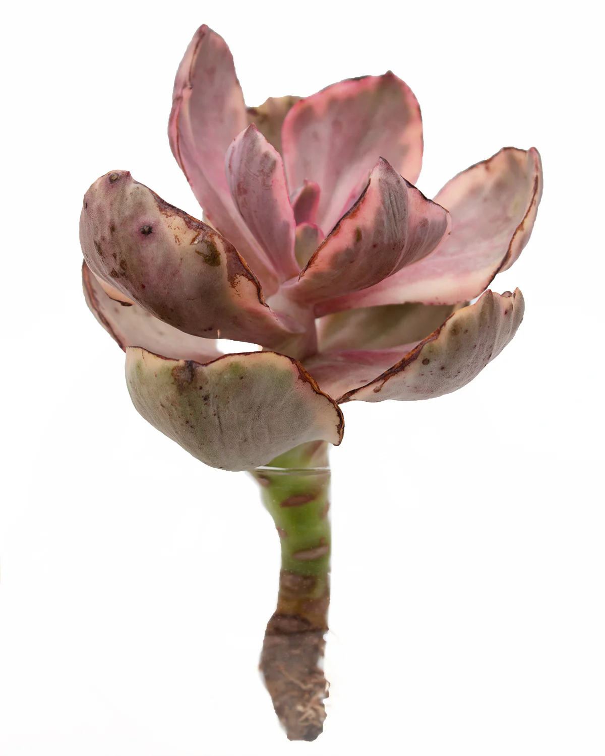 Echeveria Golden State var. - Image 2