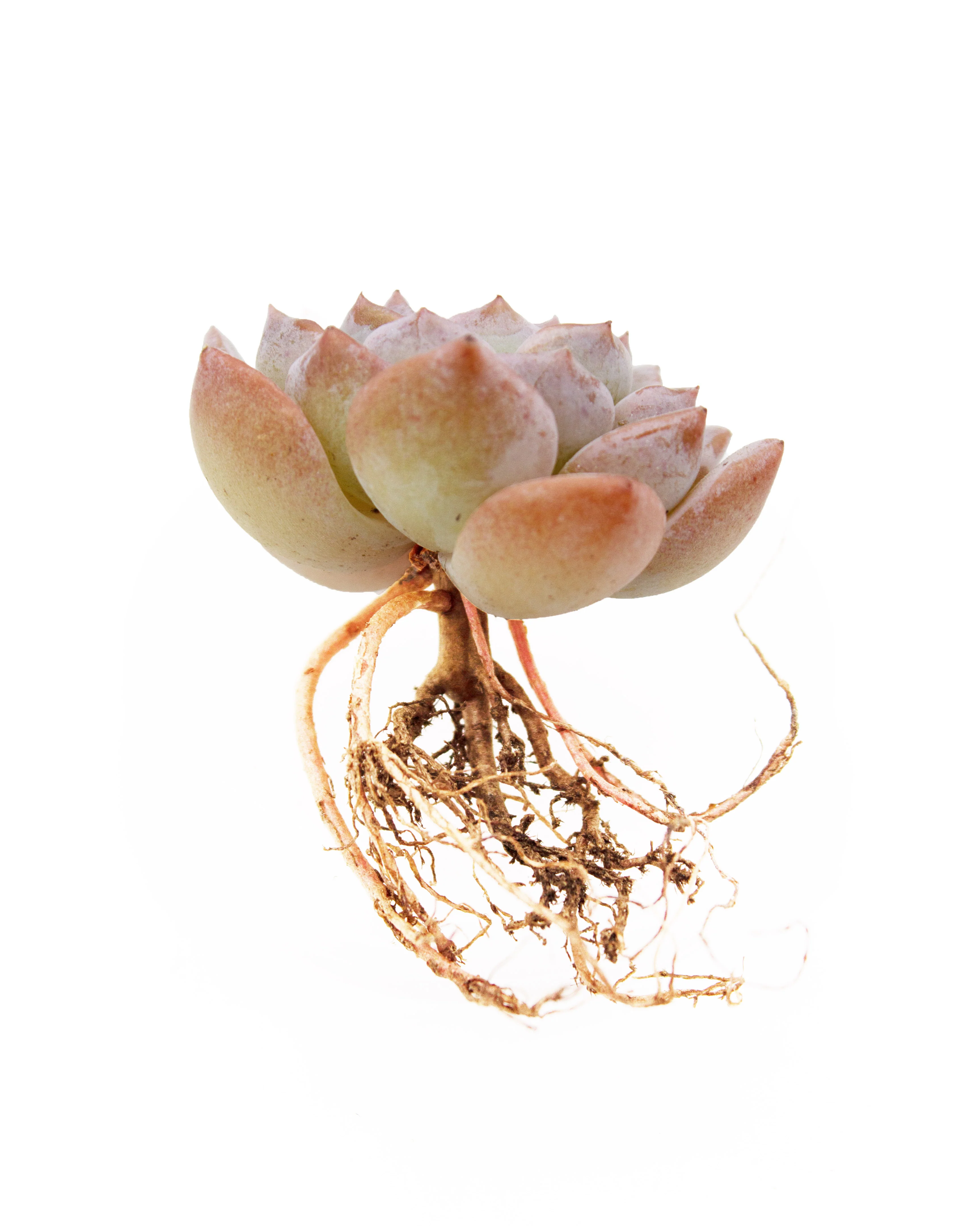 Echeveria Grace - Image 2