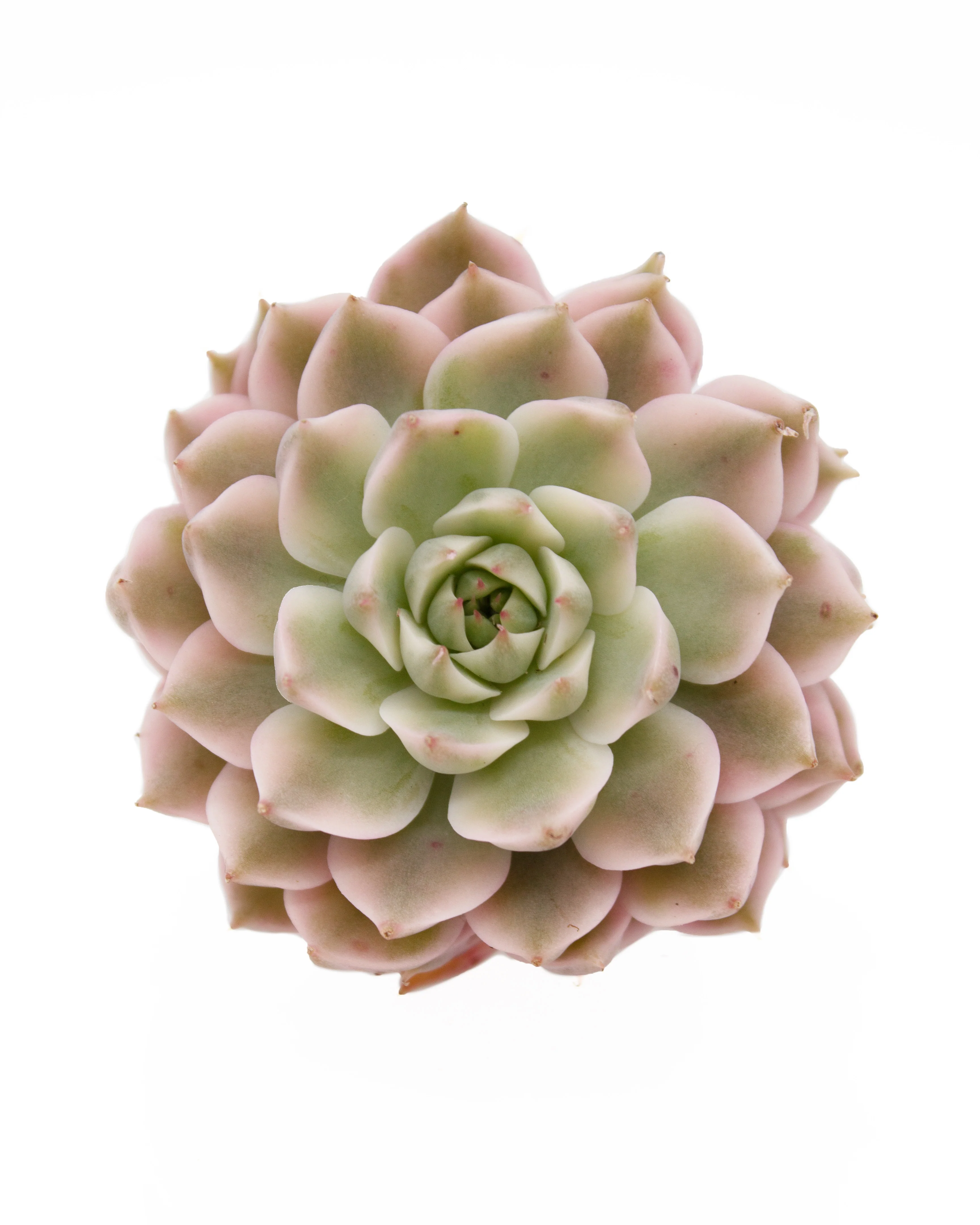 Echeveria Halbingeri Variegated - Image 2