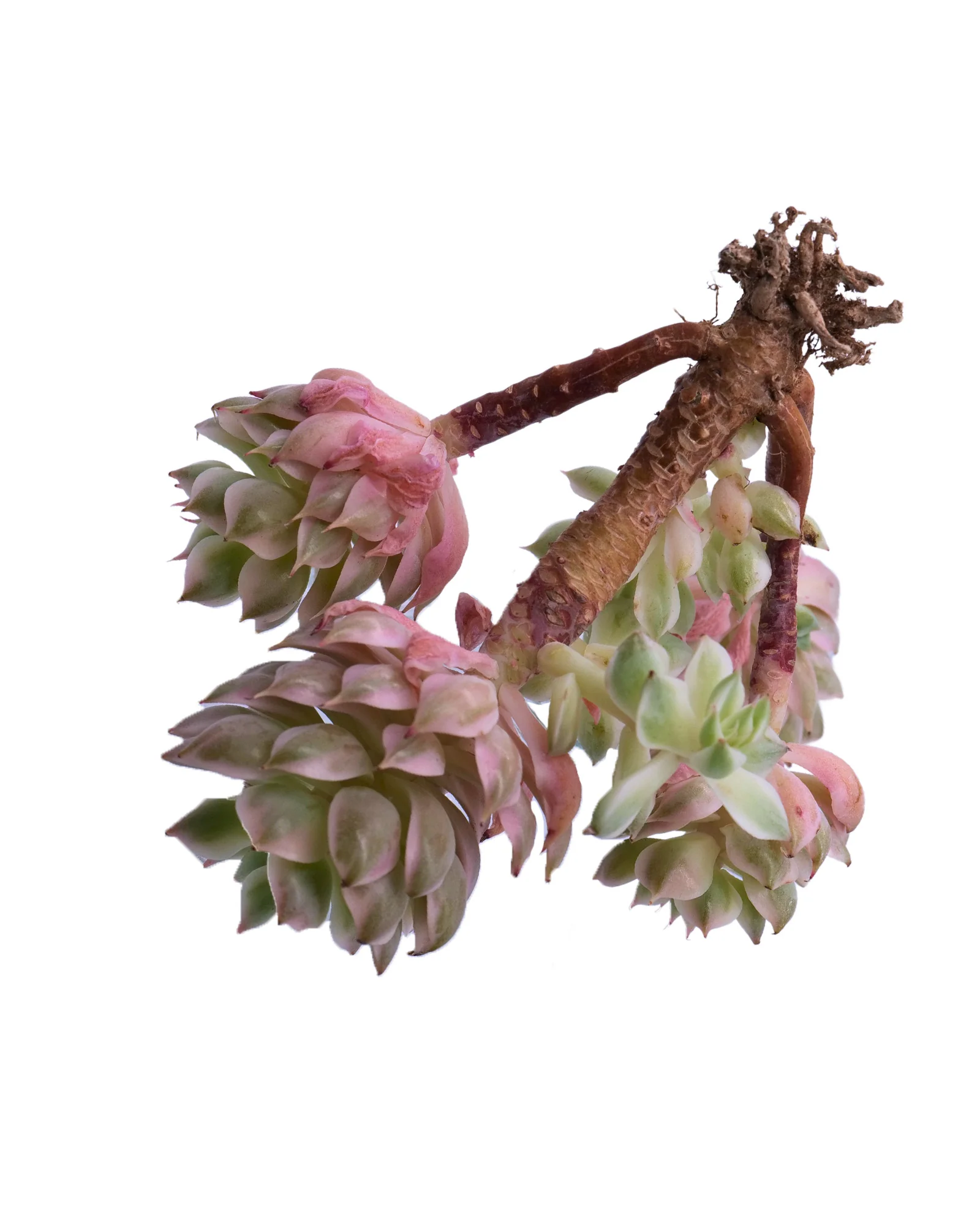 Echeveria Halbingeri Variegated - Image 5