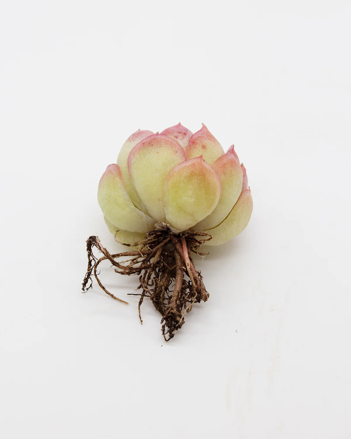 Echeveria Hanatsukiyo - Image 2