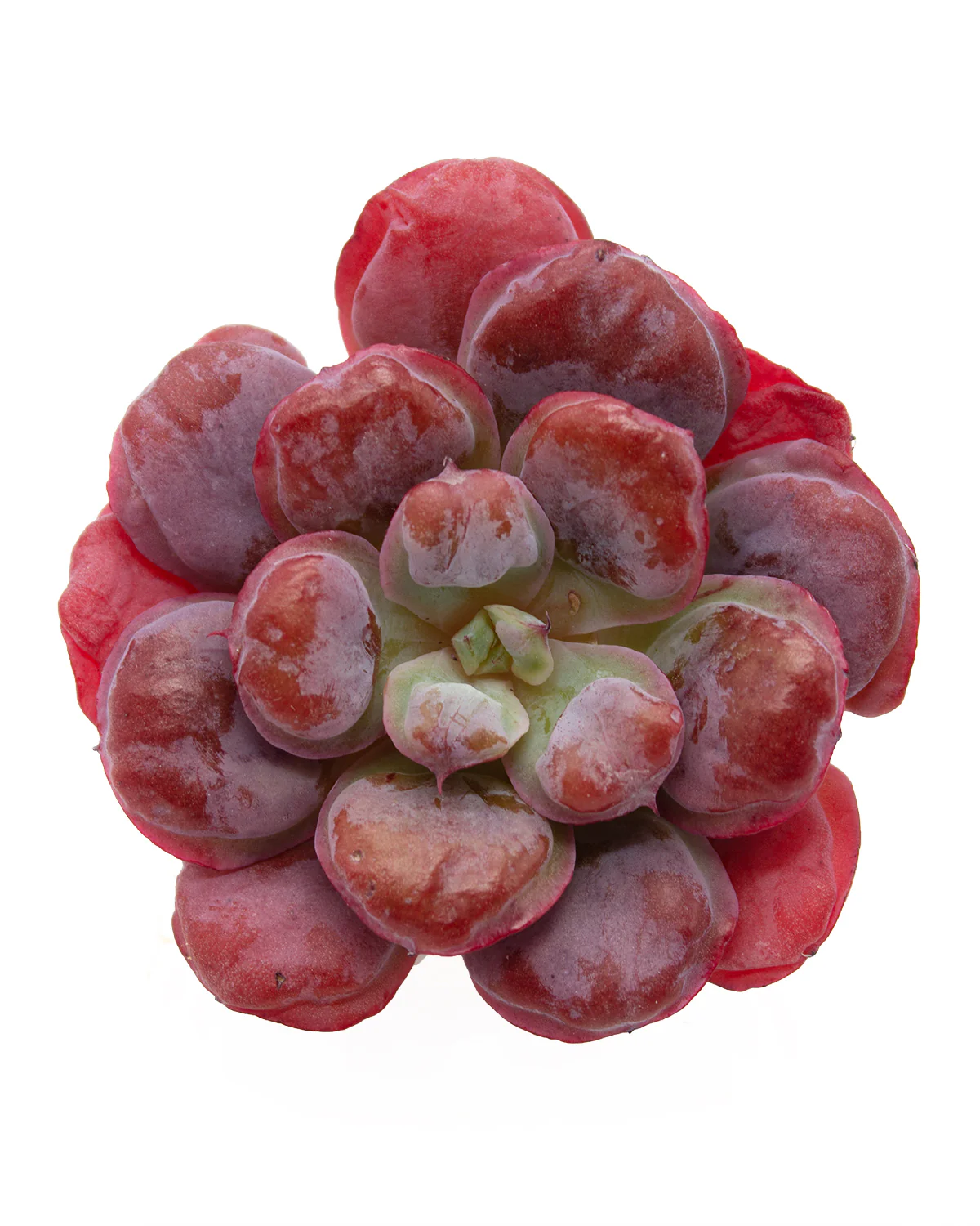 Echeveria Heart Delight - Image 3