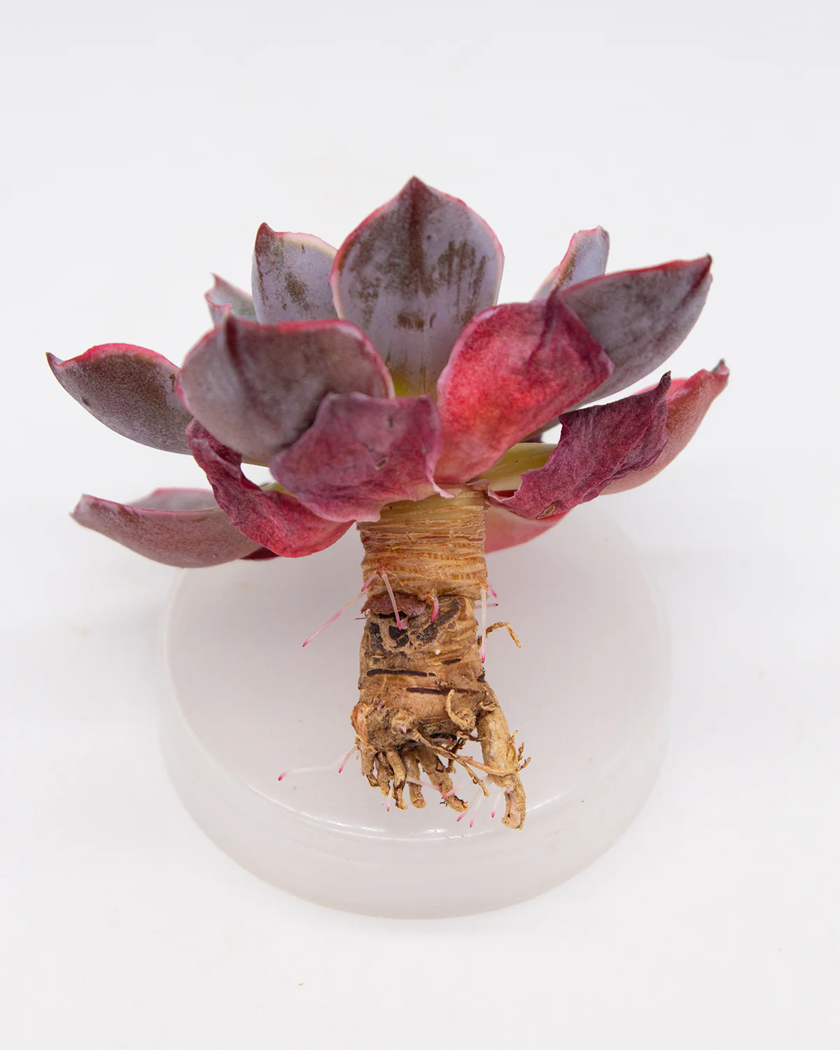 Echeveria  Hera - Image 2