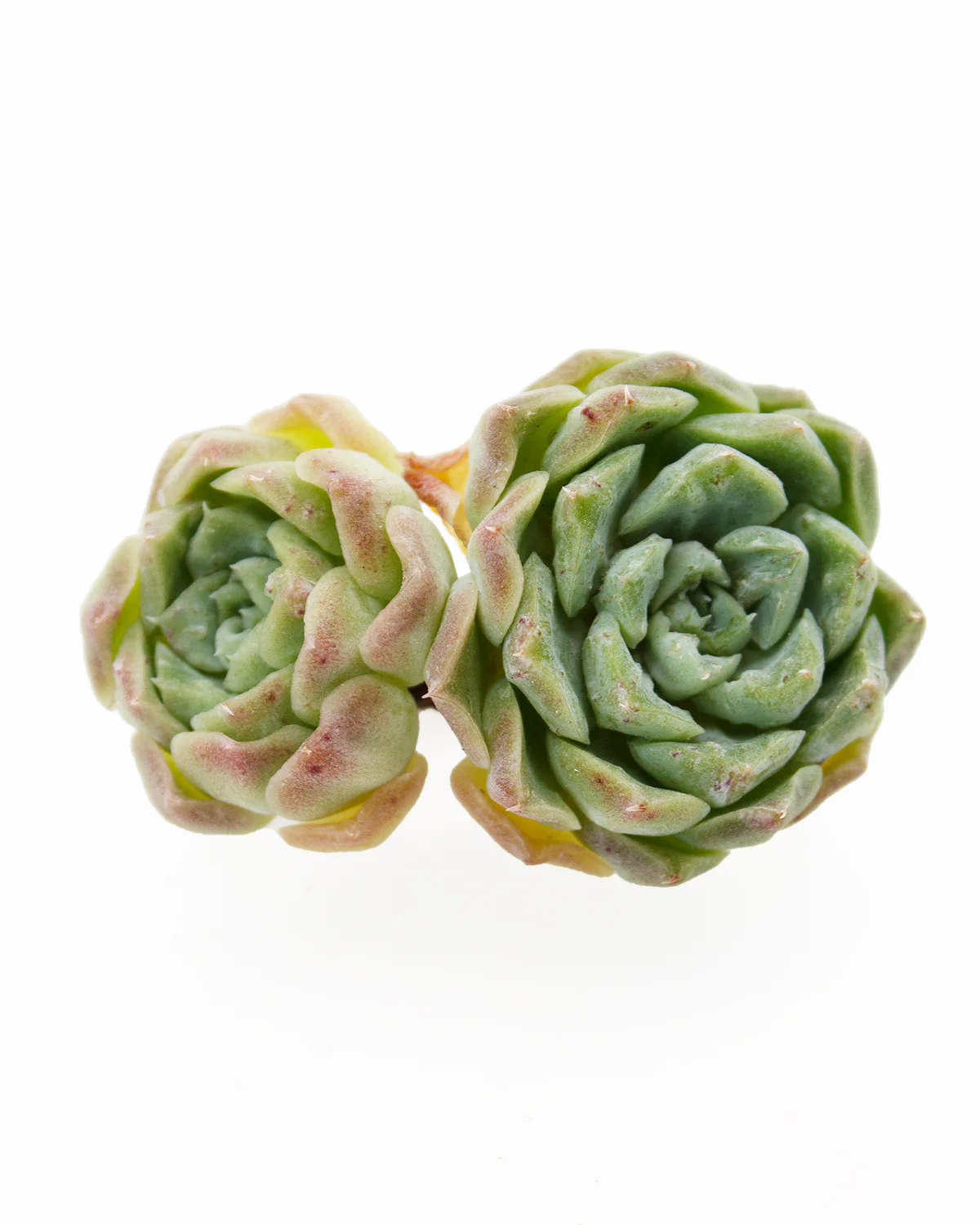 Echeveria  Hera - Image 3