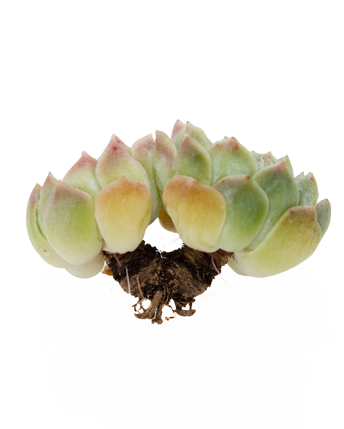 Echeveria  Hera - Image 4