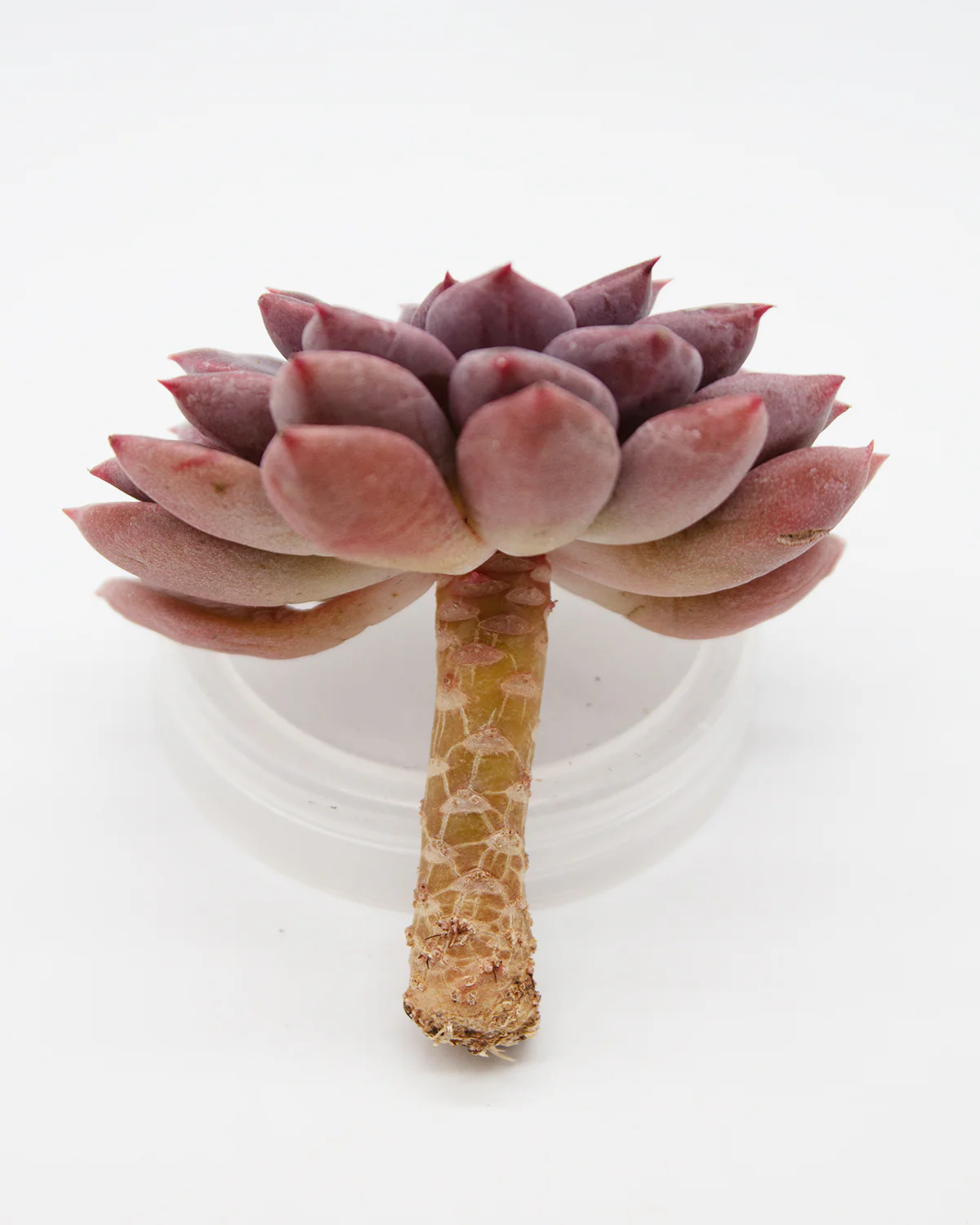 Echeveria Hermes - Image 2