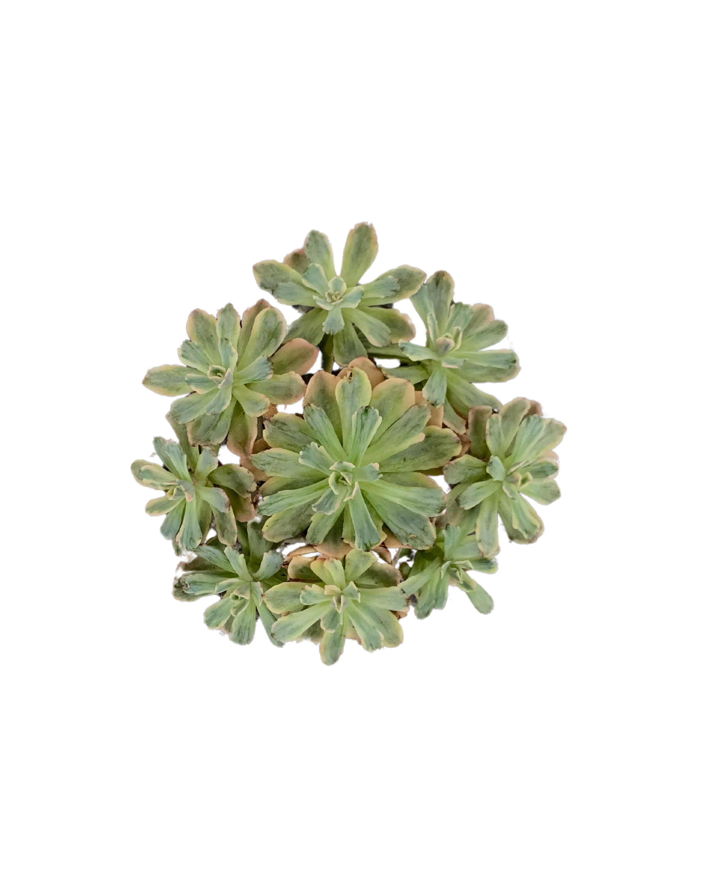 Echeveria Hoveyi Variegated