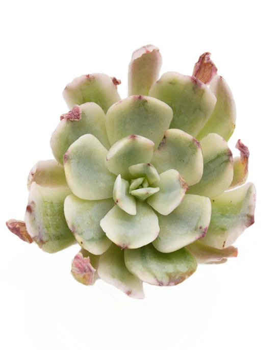 Echeveria Hoveyi Variegated - Image 2