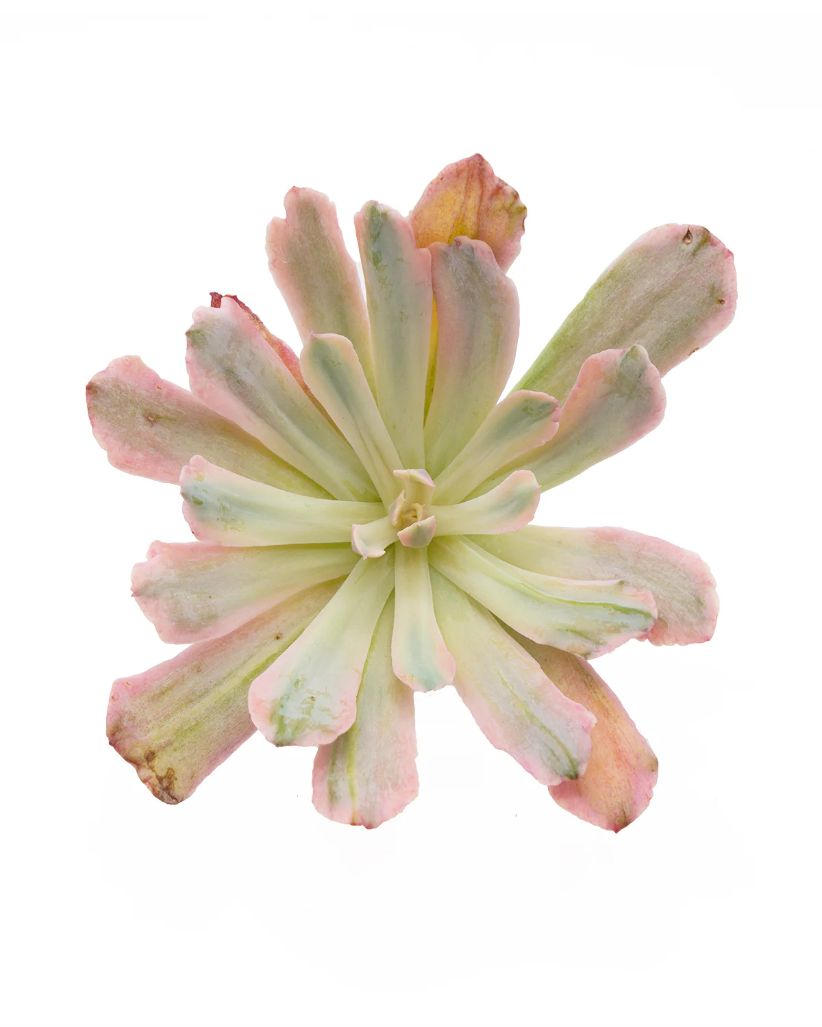 Echeveria Hoveyi Variegated - Image 3