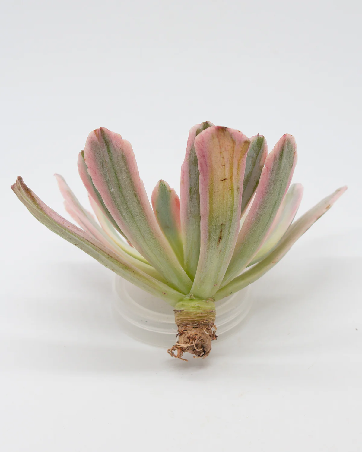 Echeveria Hoveyi Variegated - Image 4