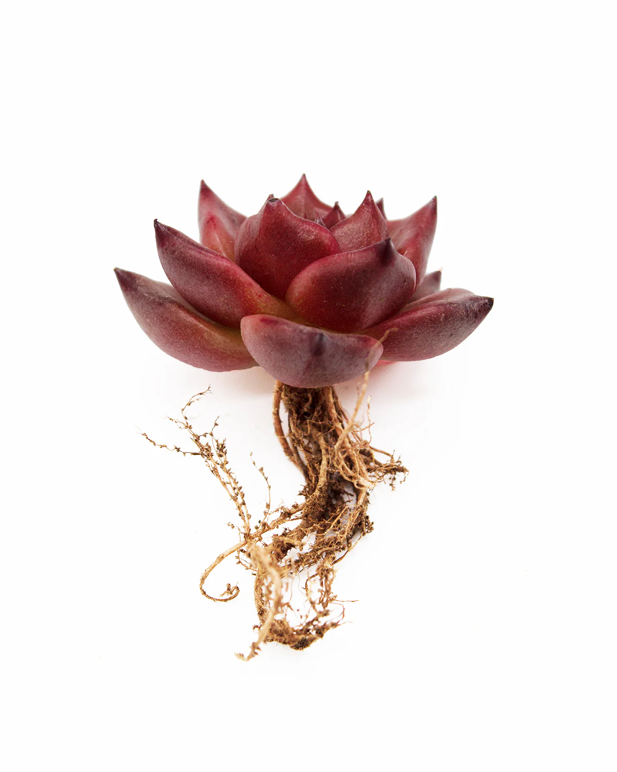Echeveria Honey Pink - Image 2
