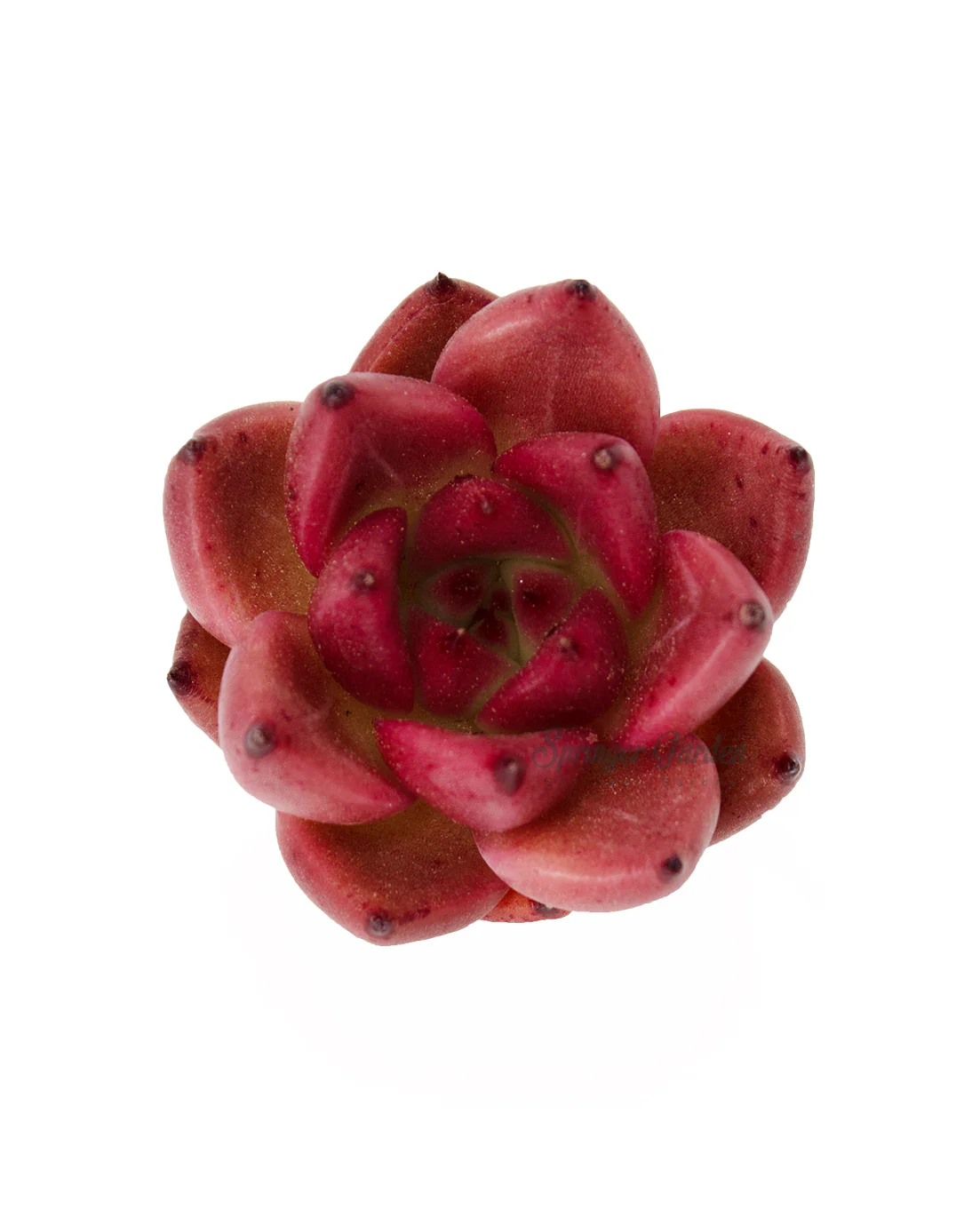 Echeveria Honey Pink - Image 3